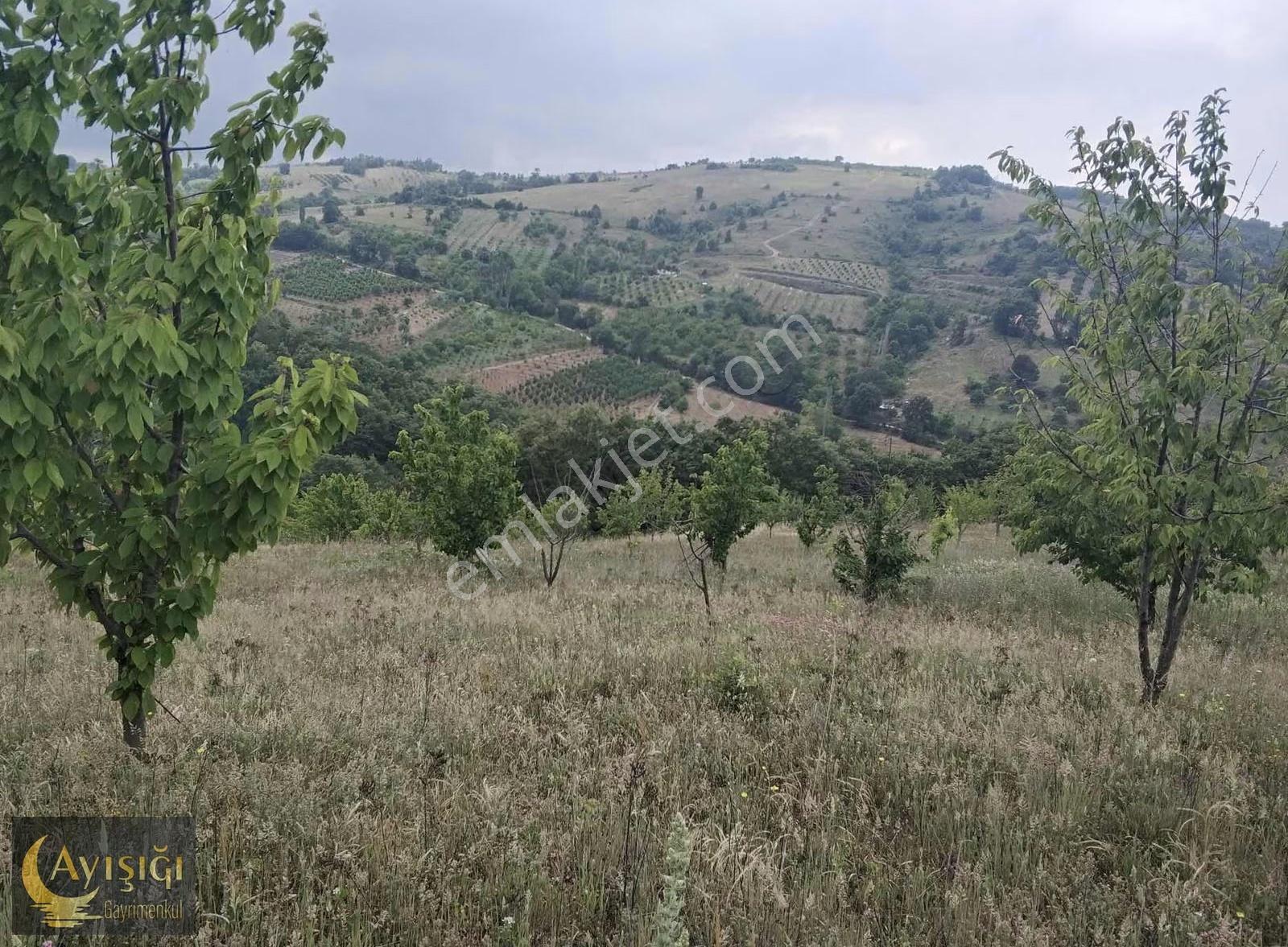 Bursa İznik Tacir Köyünde 8.700m² Satılık Meyve Bahçesi - Görsel 10