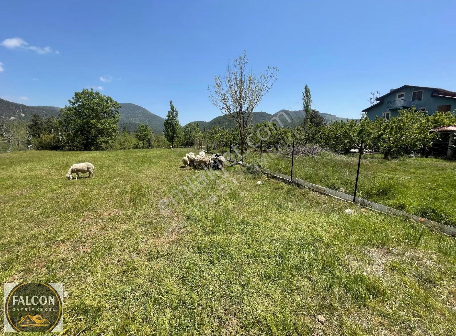 Falcon Dan Nif De Mükemmel 1525m² İmarlı Arsa