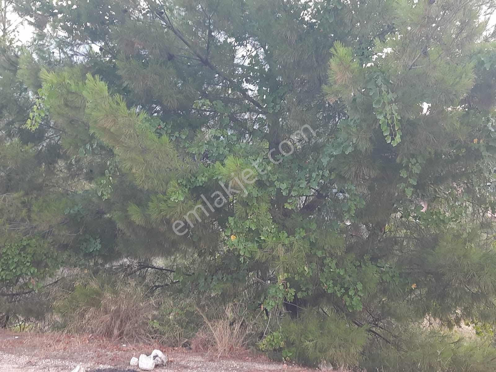 Antalya Konyaaltı Hacısekilerde Tek Tapulu Satılık Tarla - Görsel 16