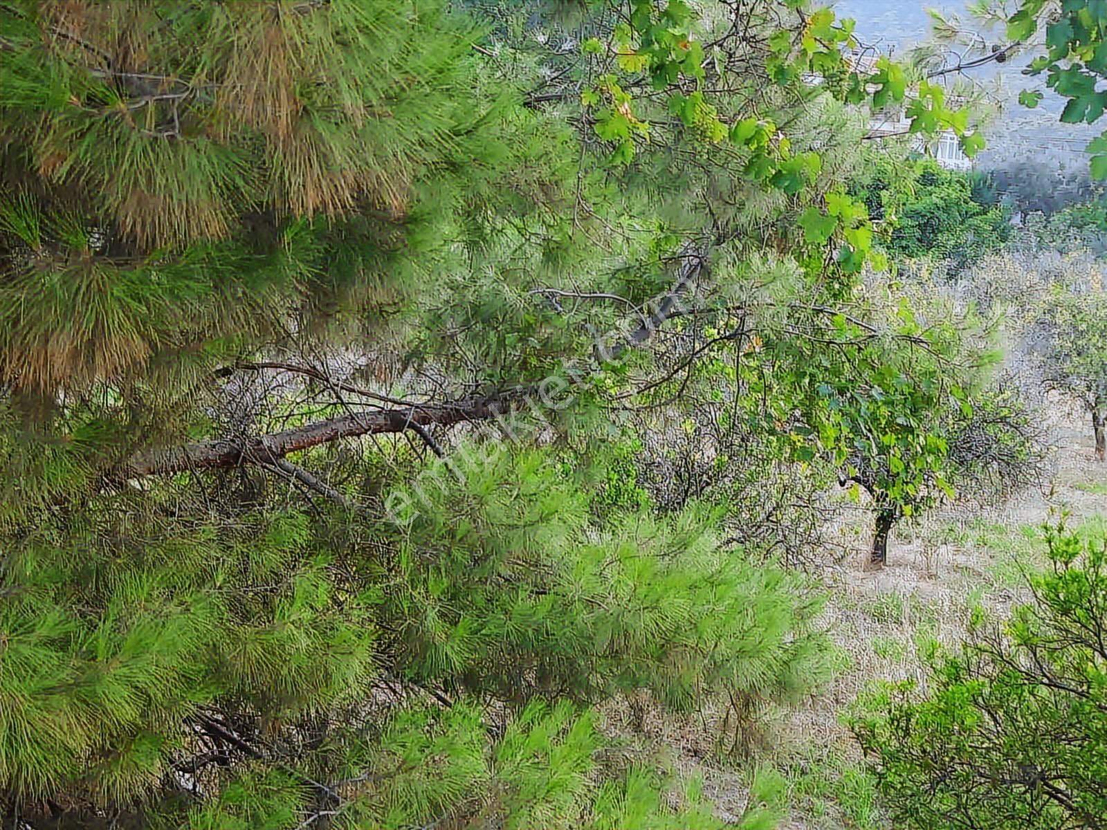 Antalya Konyaaltı Hacısekilerde Tek Tapulu Satılık Tarla - Görsel 15