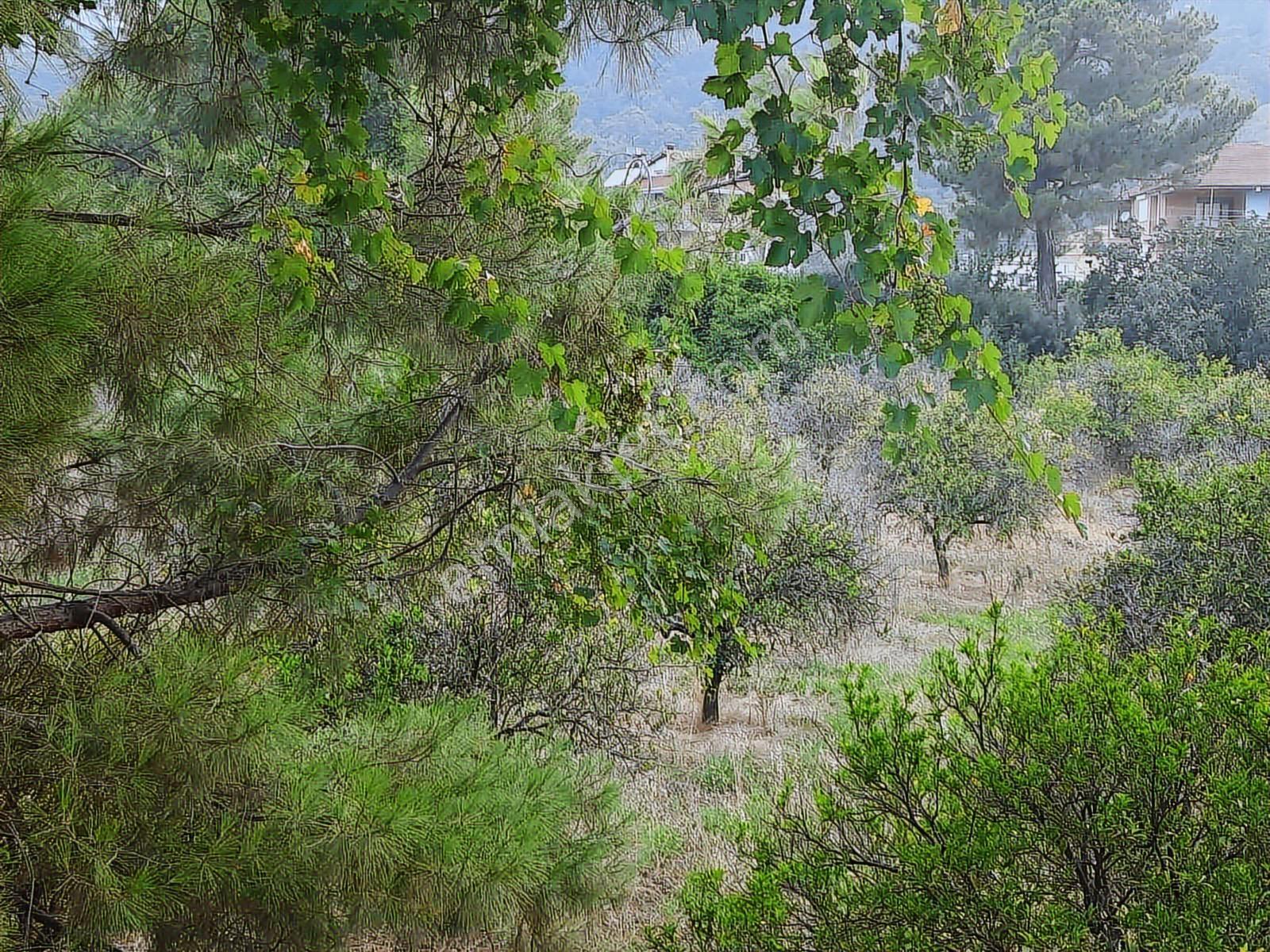 Antalya Konyaaltı Hacısekilerde Tek Tapulu Satılık Tarla - Görsel 9