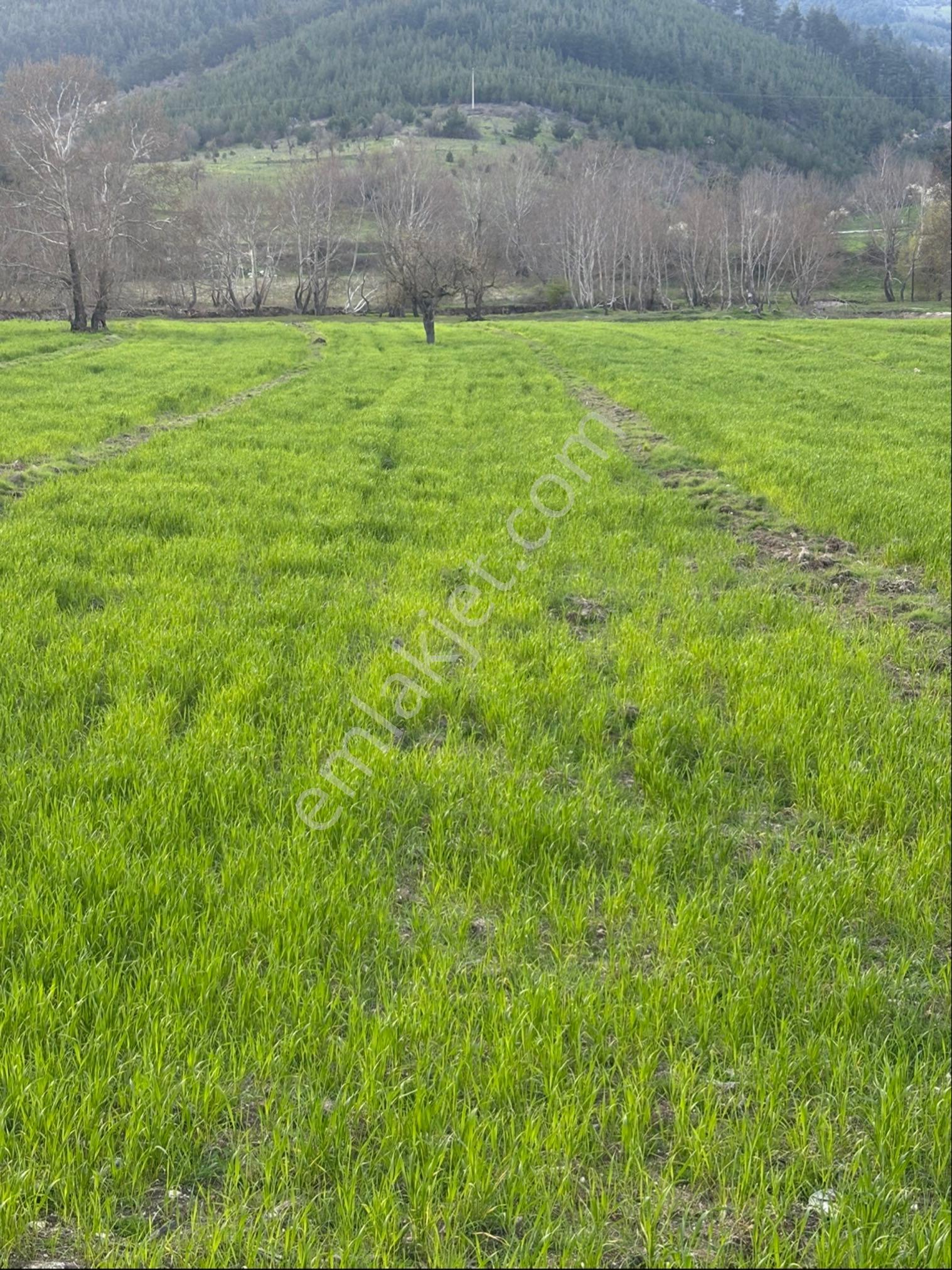 Balcity - Balıkesir Sındırgı’da Resmi Yola Ve Simav Çayına Cepheli 2.578 M² Tarla - Görsel 7
