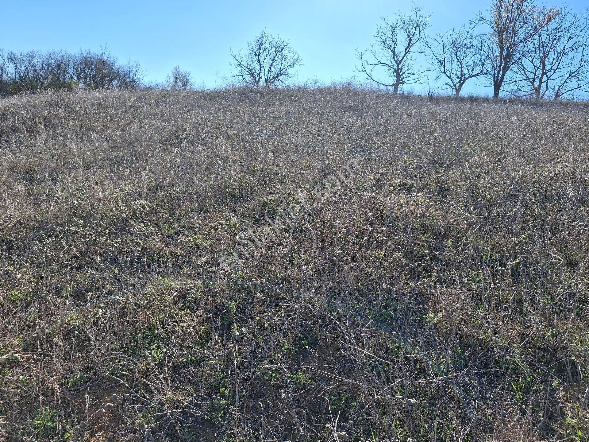 Tekirdağ Muratlı İnanlı Köyünde 700 M2 Alana Sahip Niteliği Bağ Olan Yer Satılıktır. - Görsel 10