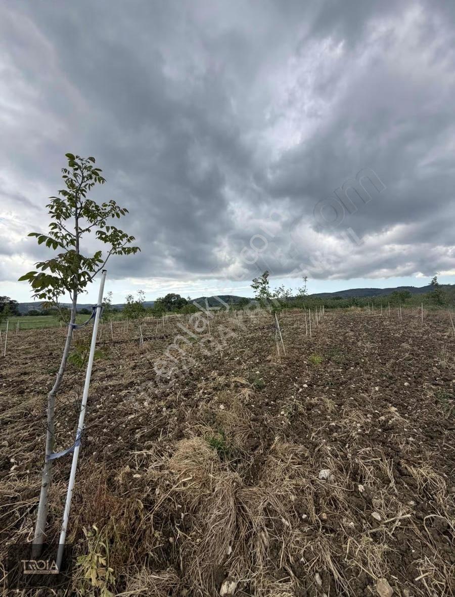 Ezine Akköyde Satılık 6.800 M² Cevizlik Yatırımlık Tarla - Görsel 3