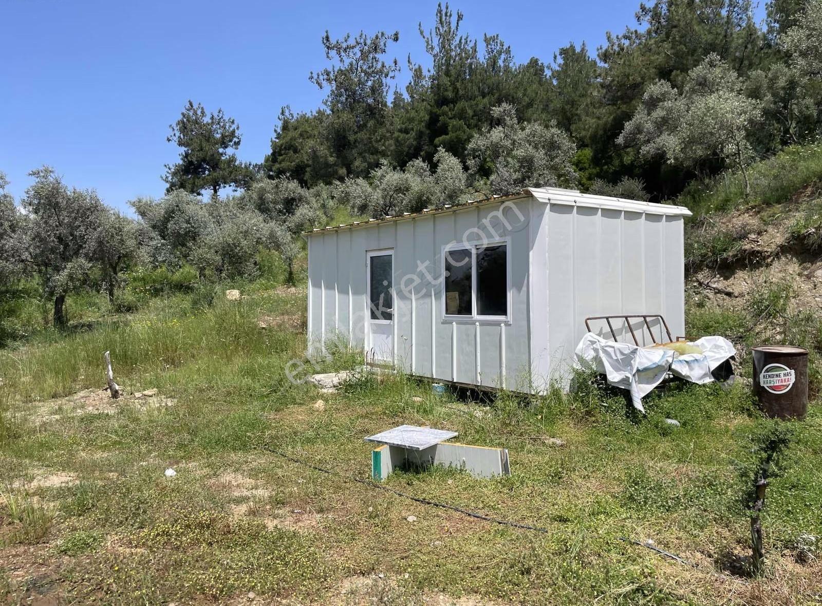 Kemalpaşa Yeşilyurt Köyünde Acil Satılık Zeytin Bahçesi - Görsel 18