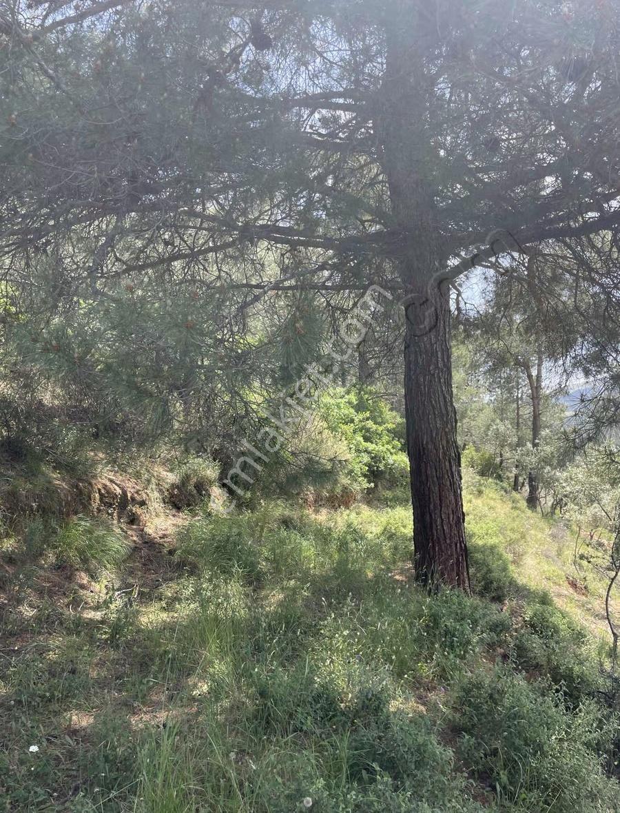 Kemalpaşa Yeşilyurt Köyünde Acil Satılık Zeytin Bahçesi - Görsel 7