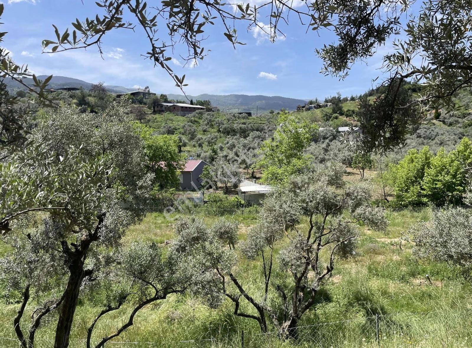 Kemalpaşa Yeşilyurt Köyünde Acil Satılık Zeytin Bahçesi - Görsel 12
