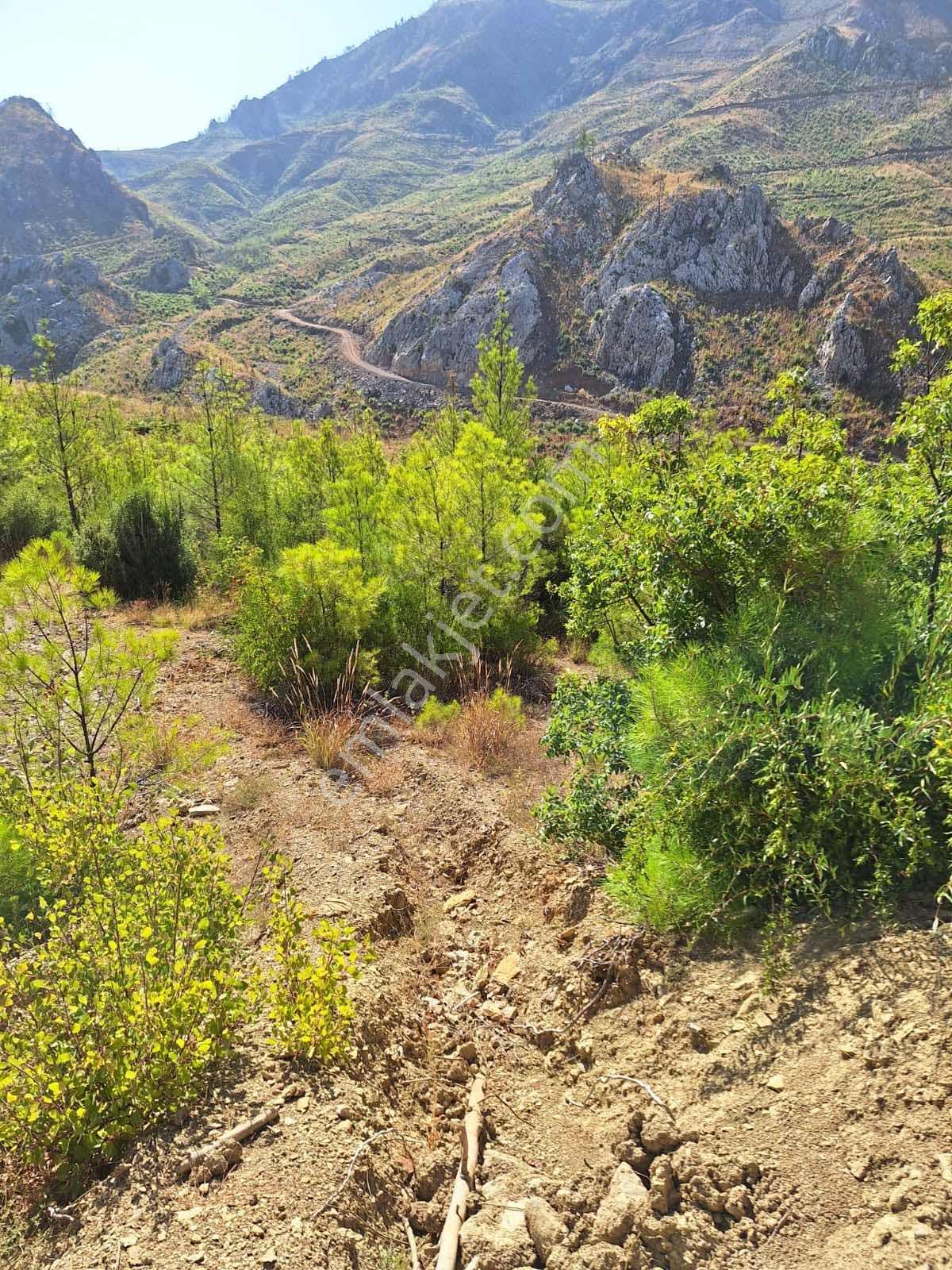 Akseki Güneykaya Köyünde 23,5 Dönüm Tarla Uzun Vadeli Kiralıktır - Görsel 16