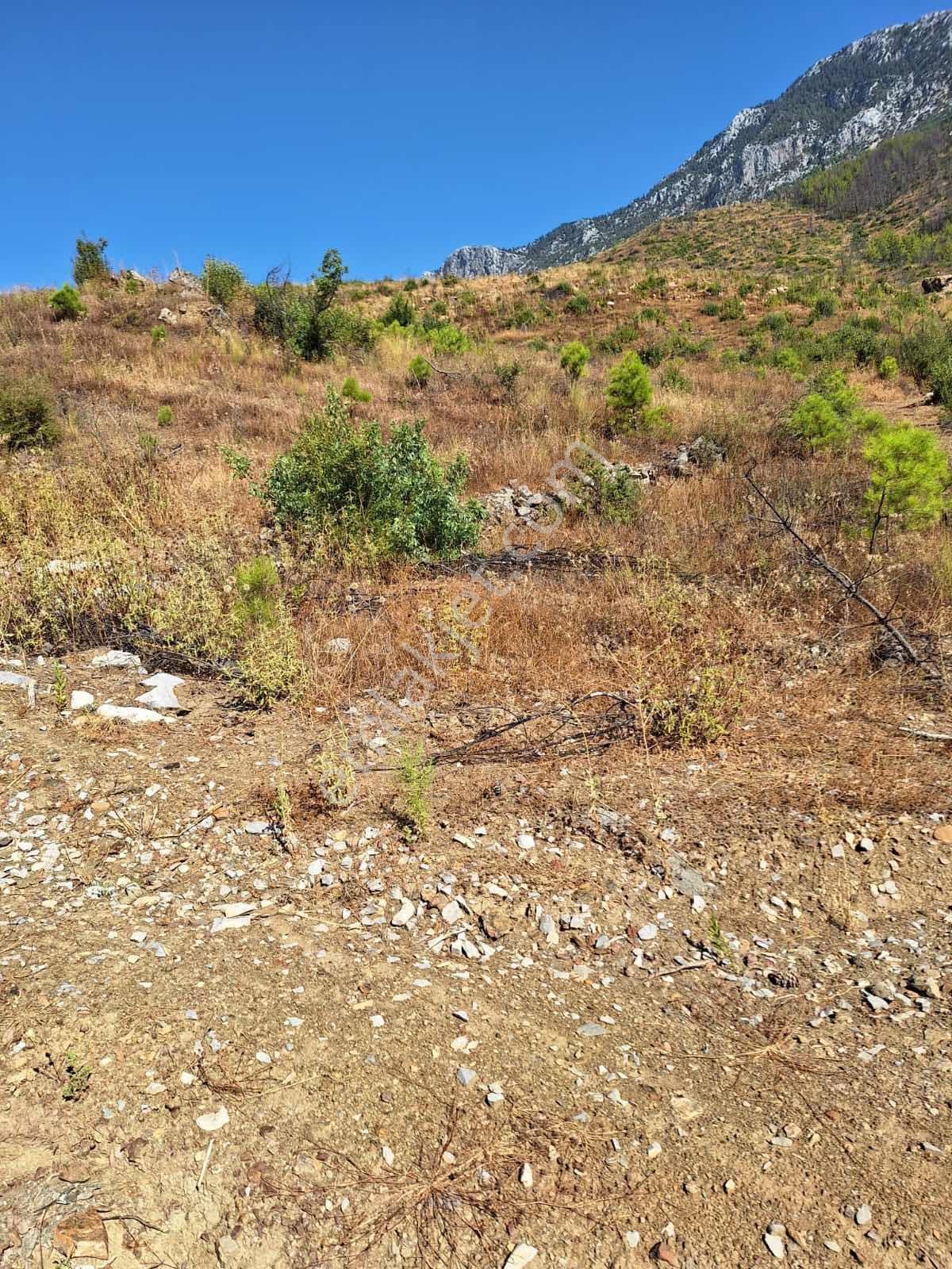 Akseki Güneykaya Köyünde 23,5 Dönüm Tarla Uzun Vadeli Kiralıktır - Görsel 13