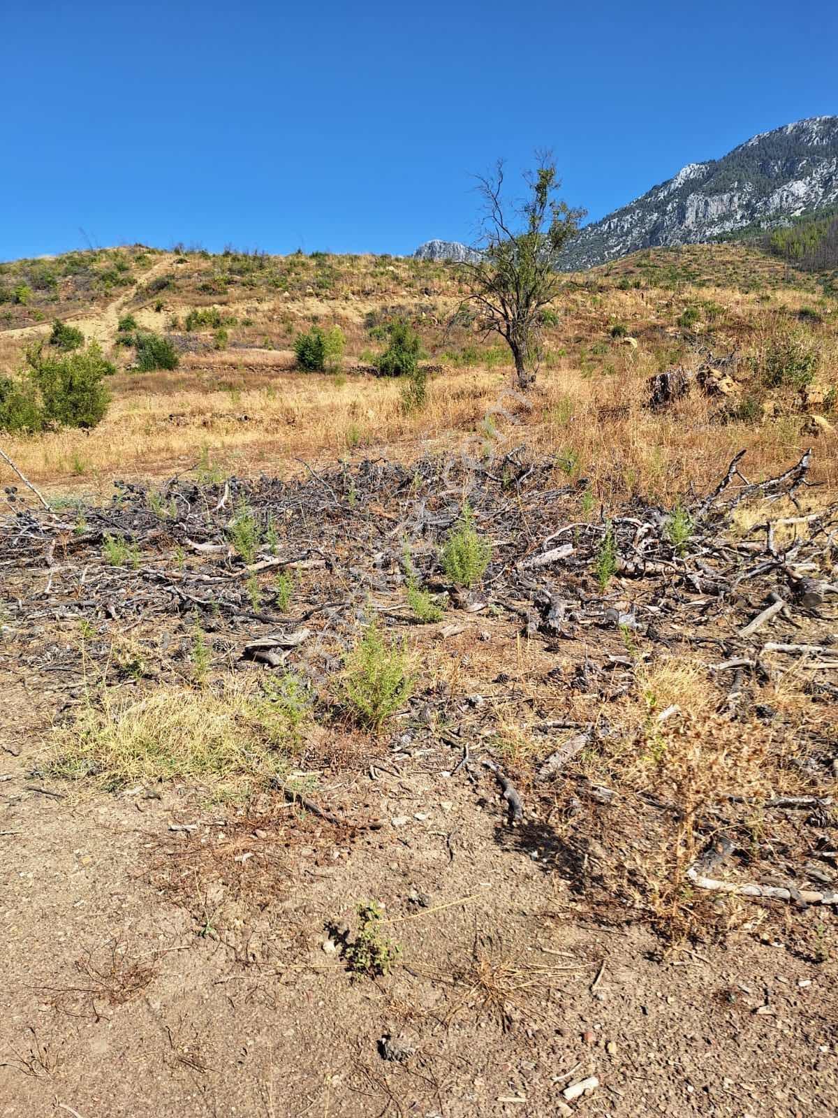 Akseki Güneykaya Köyünde 23,5 Dönüm Tarla Uzun Vadeli Kiralıktır - Görsel 8