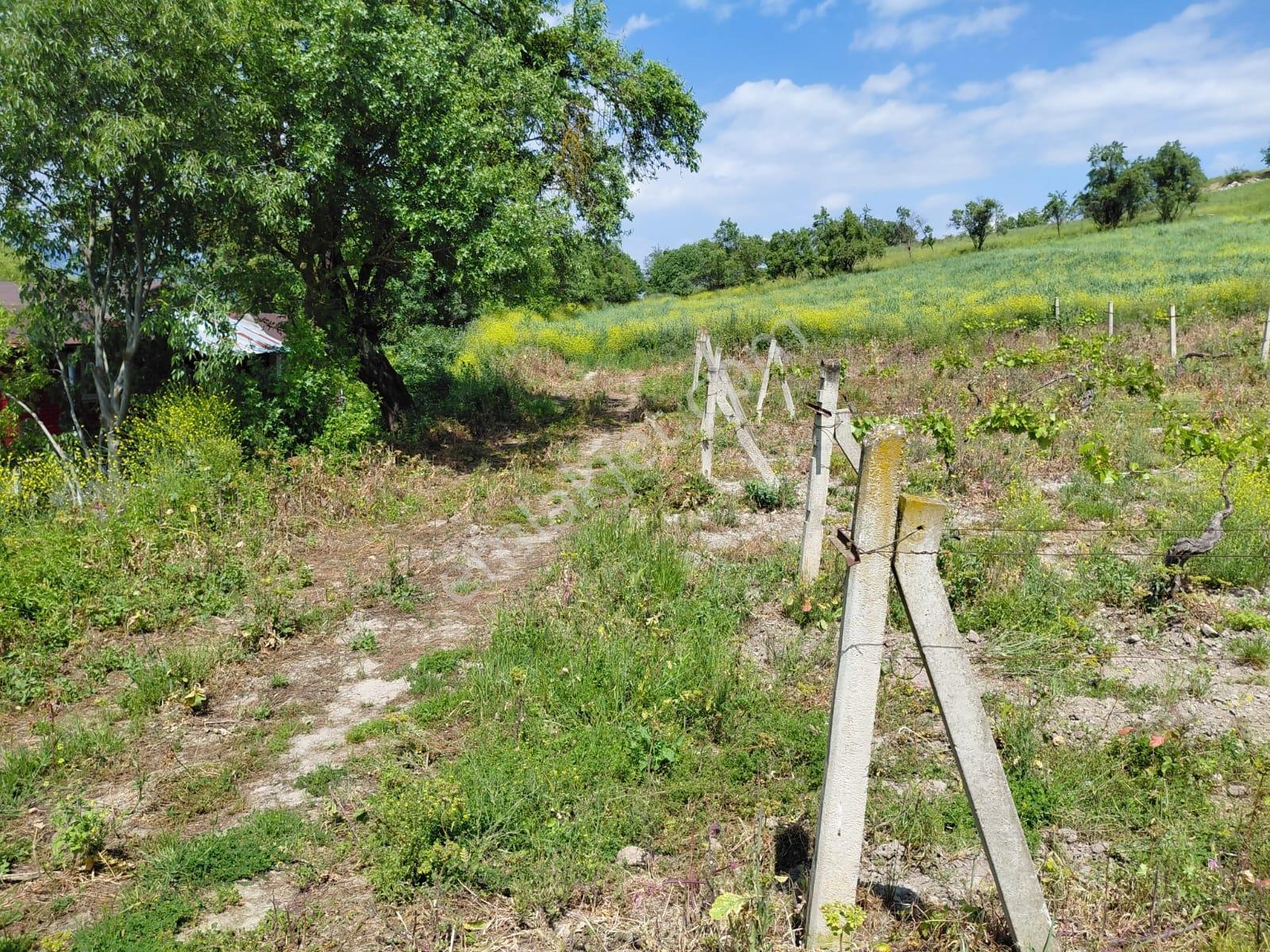 Bozörende Yerleşim Yanı Satılık 1.028 M2 Üzüm Bağı - Görsel 2