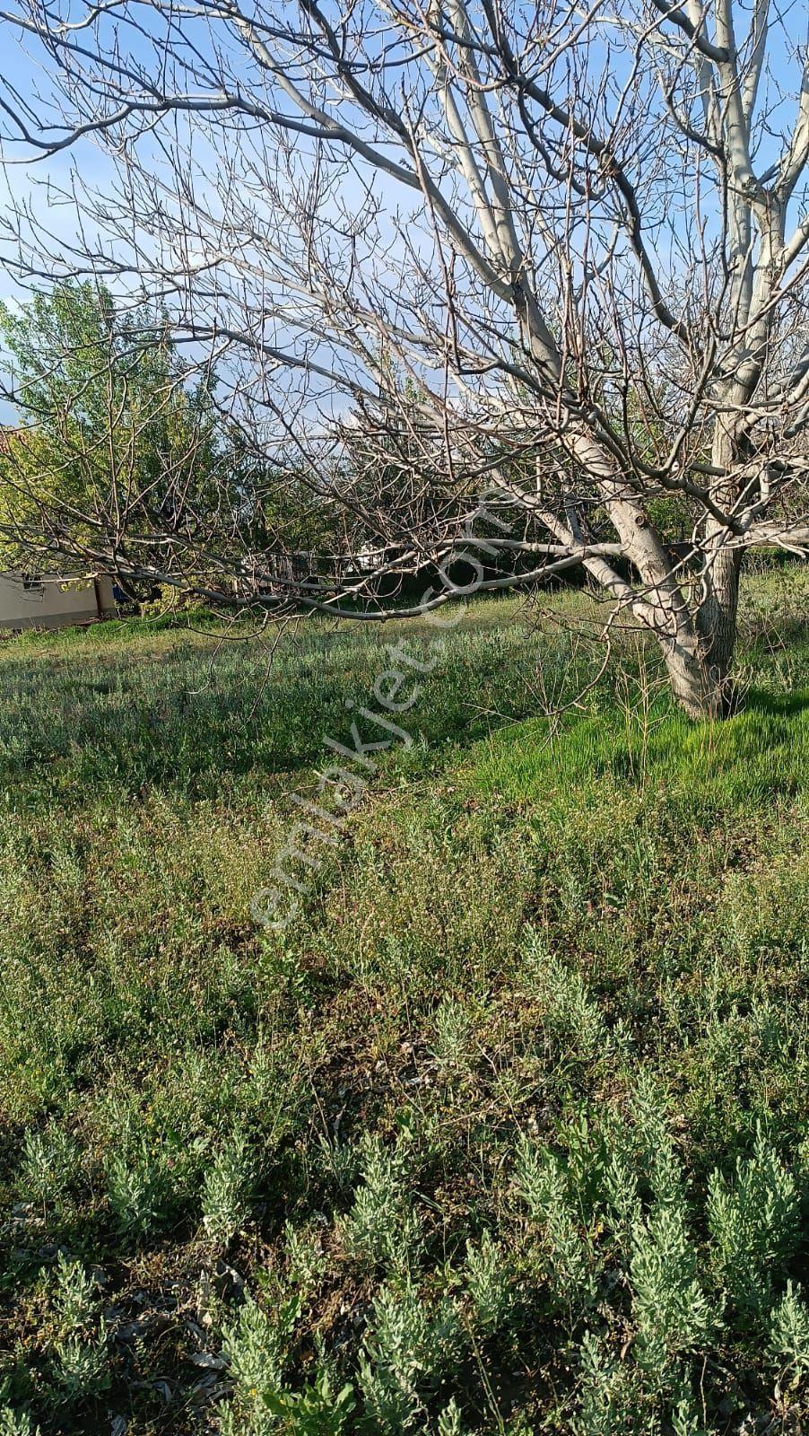 Sincan Ayaş Oltan Mah Tek Tapu 5500m2 Köy İçinde Satılık Arsa - Görsel 16