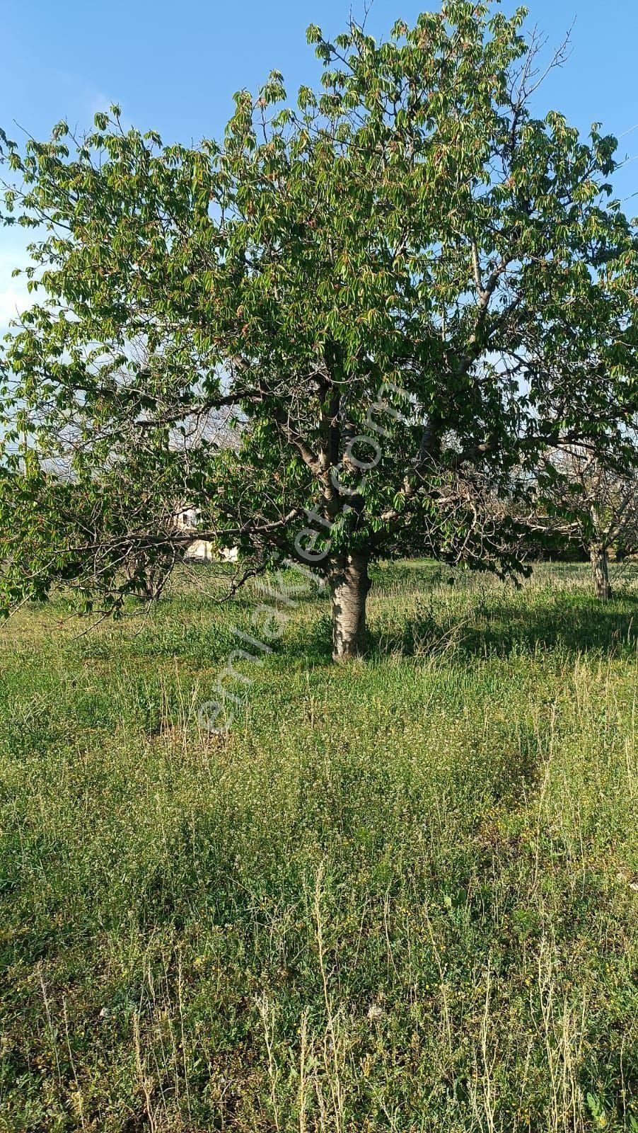 Sincan Ayaş Oltan Mah Tek Tapu 5500m2 Köy İçinde Satılık Arsa - Görsel 30