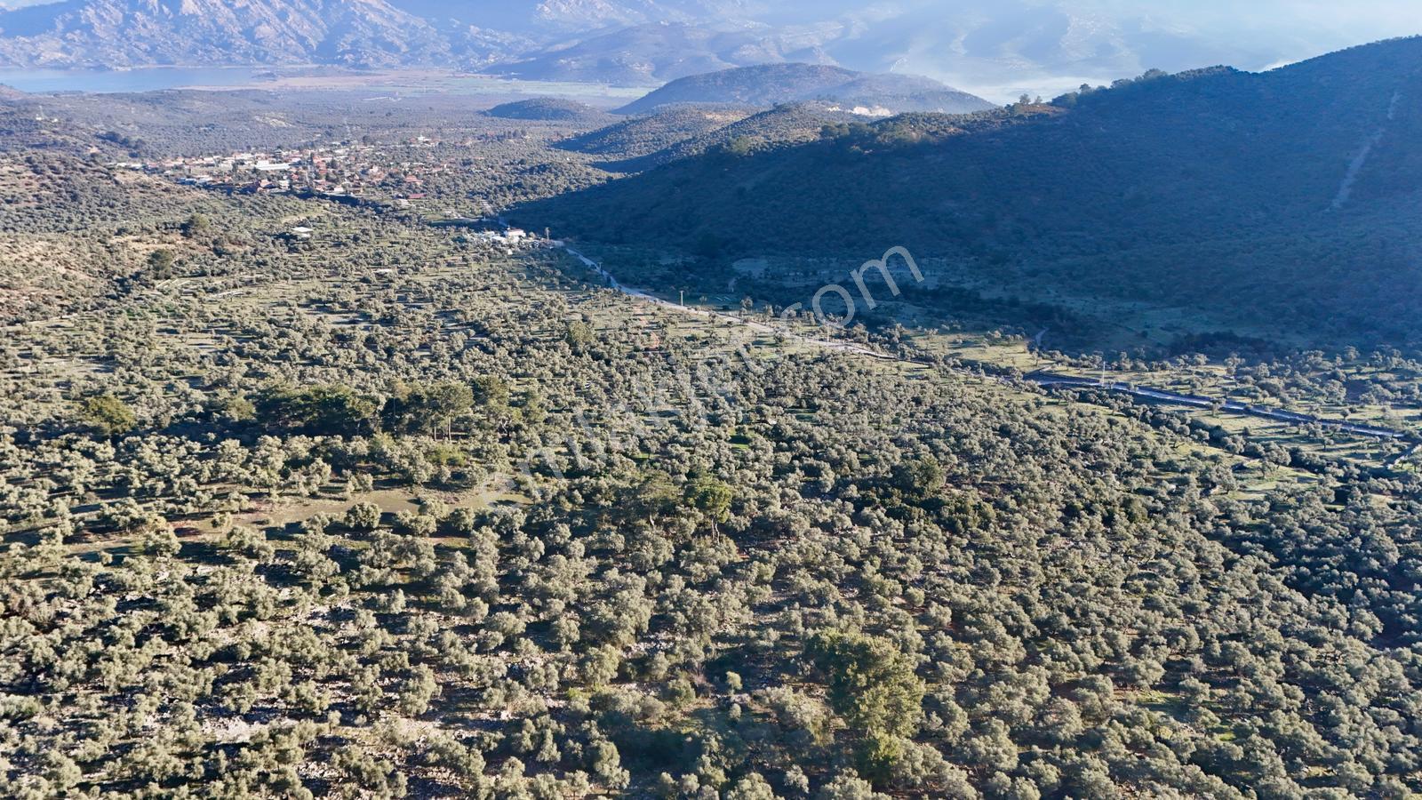 Milas Pınarcıkda 5130 M2 Satılık Köye Yakın Zeytinlik - Görsel 10
