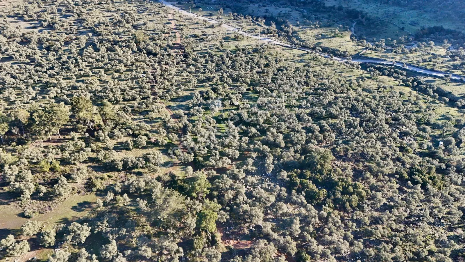 Milas Pınarcıkda 5130 M2 Satılık Köye Yakın Zeytinlik - Görsel 11