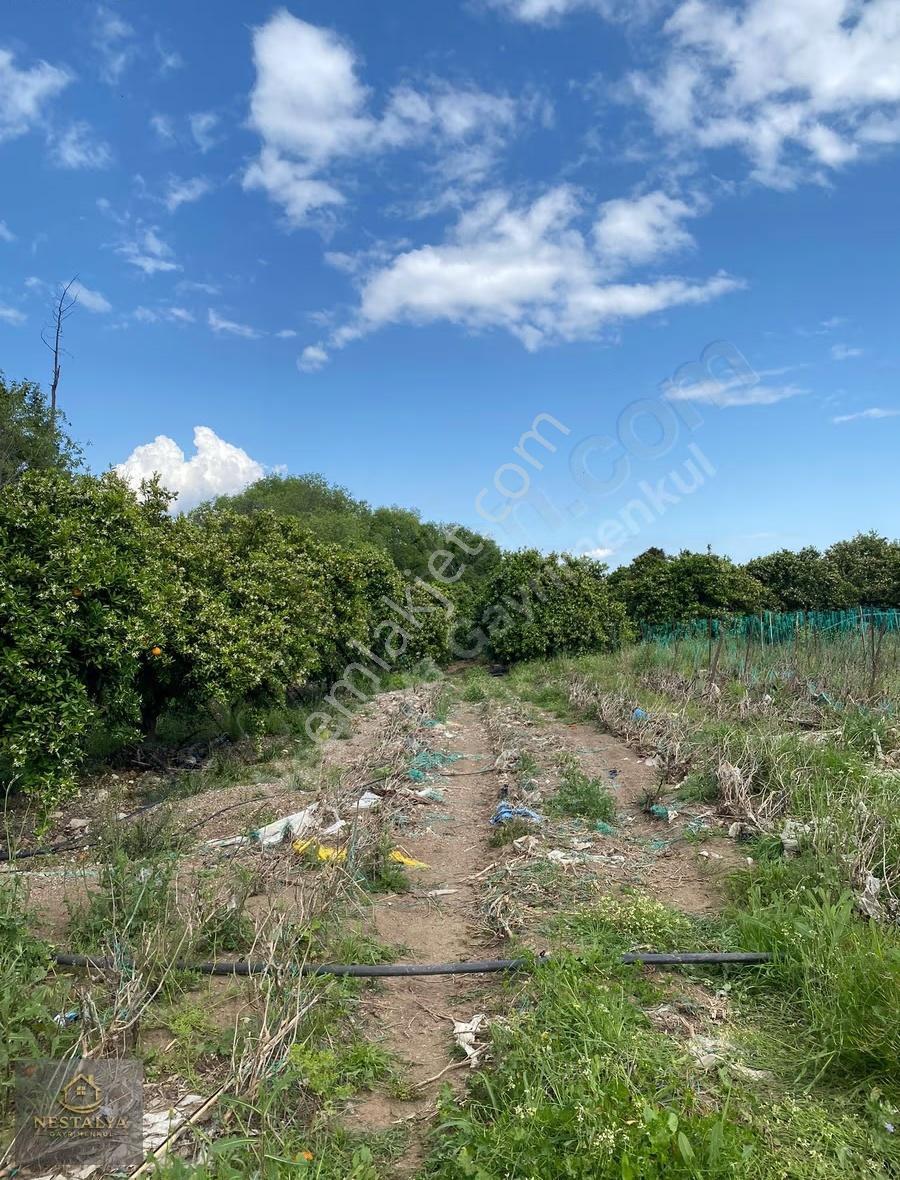 Doyran Da 2500 M2 Boş Tarla Yıllık Kiralık Açıklamayı Okuyunuz - Görsel 2