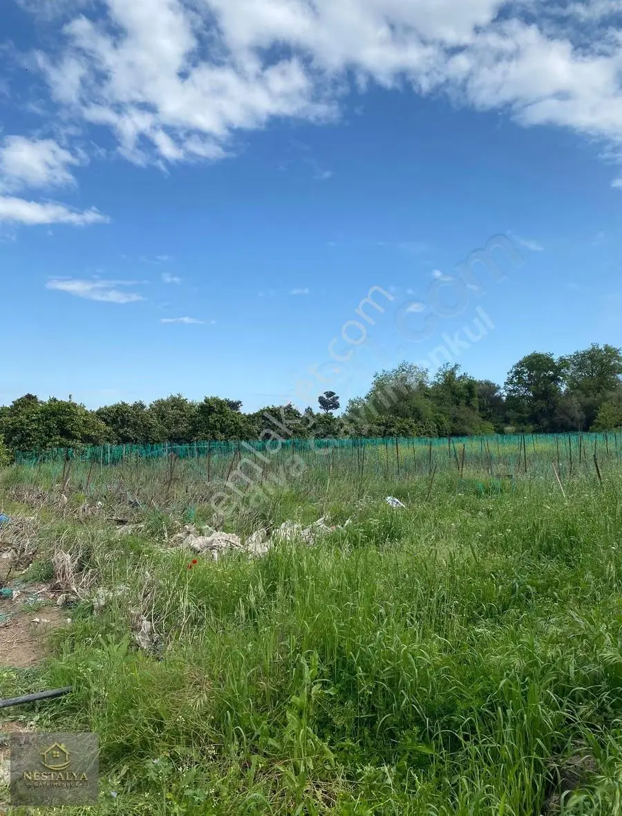 Doyran Da 2500 M2 Boş Tarla Yıllık Kiralık Açıklamayı Okuyunuz