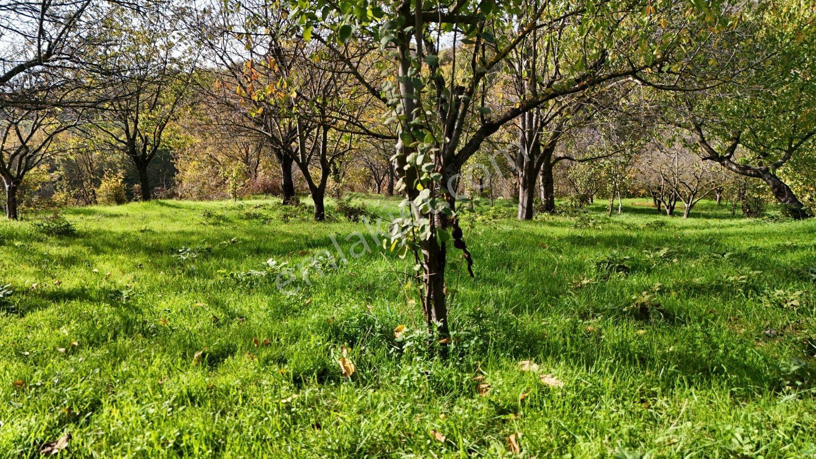 Sakarya Serdivan Aşağıdere 13386m2 Sapanca Gölü Manzaralı Fırsat - Görsel 18