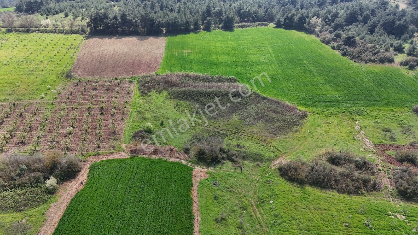 Sakarya Geyve Kozan 6055 M2 Yatırımlık Uygun Fırsat Tarla - Görsel 9