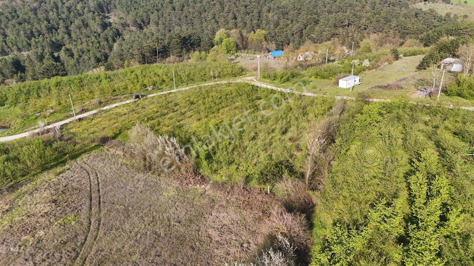 Geyve İhsaniye'de 4410 M2 Fırsat Fındık Bahçesi - Görsel 8