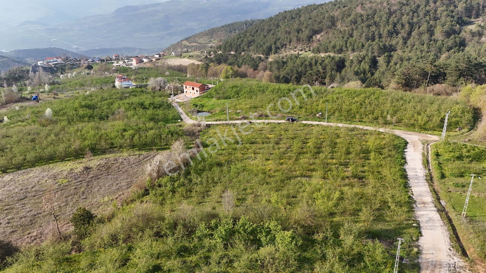 Geyve İhsaniye'de 4410 M2 Fırsat Fındık Bahçesi - Görsel 12