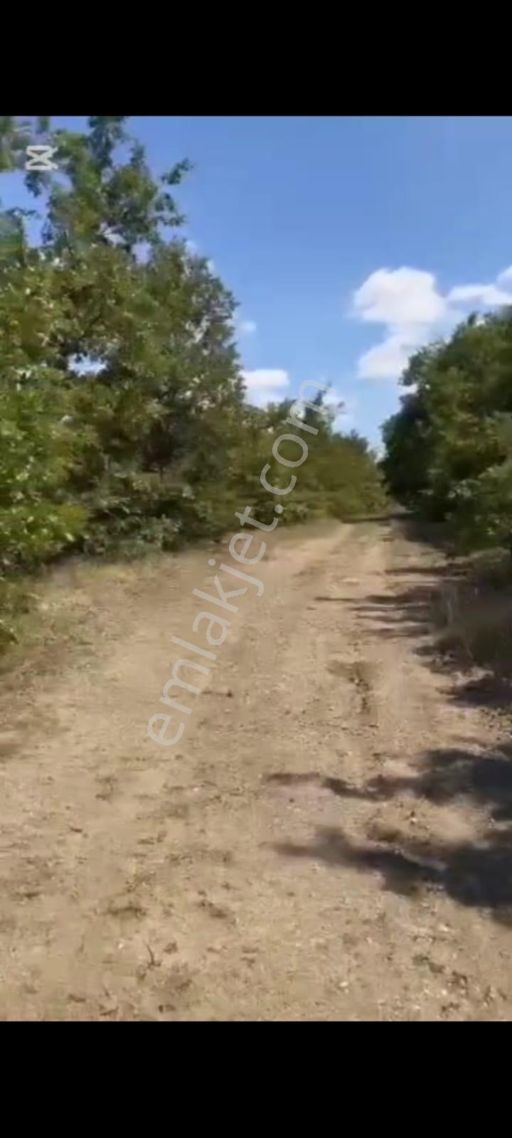 Bozüyük Karabayırda Gese 700 M, Sanayiye 4 Km, Kare Parsel - Görsel 2