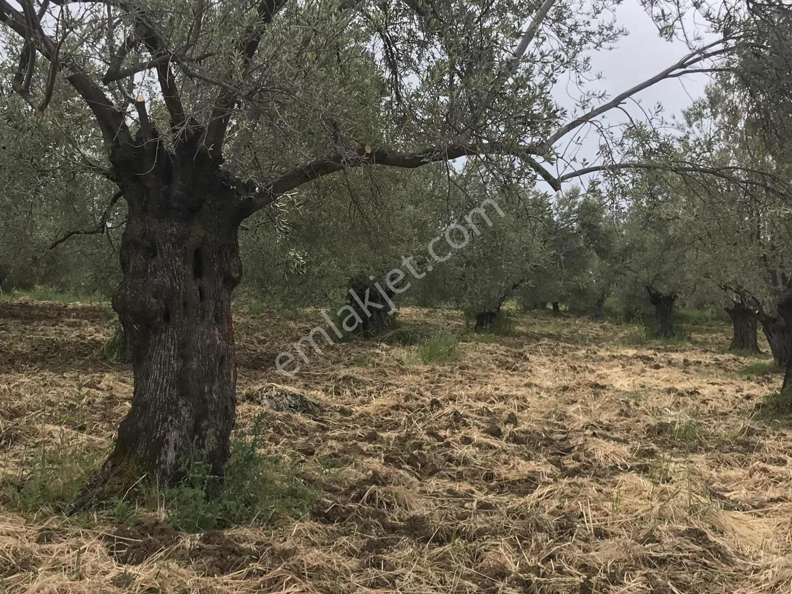 Uçardan Yaya Mahallesinde Satılık Zeytinlik - Görsel 3