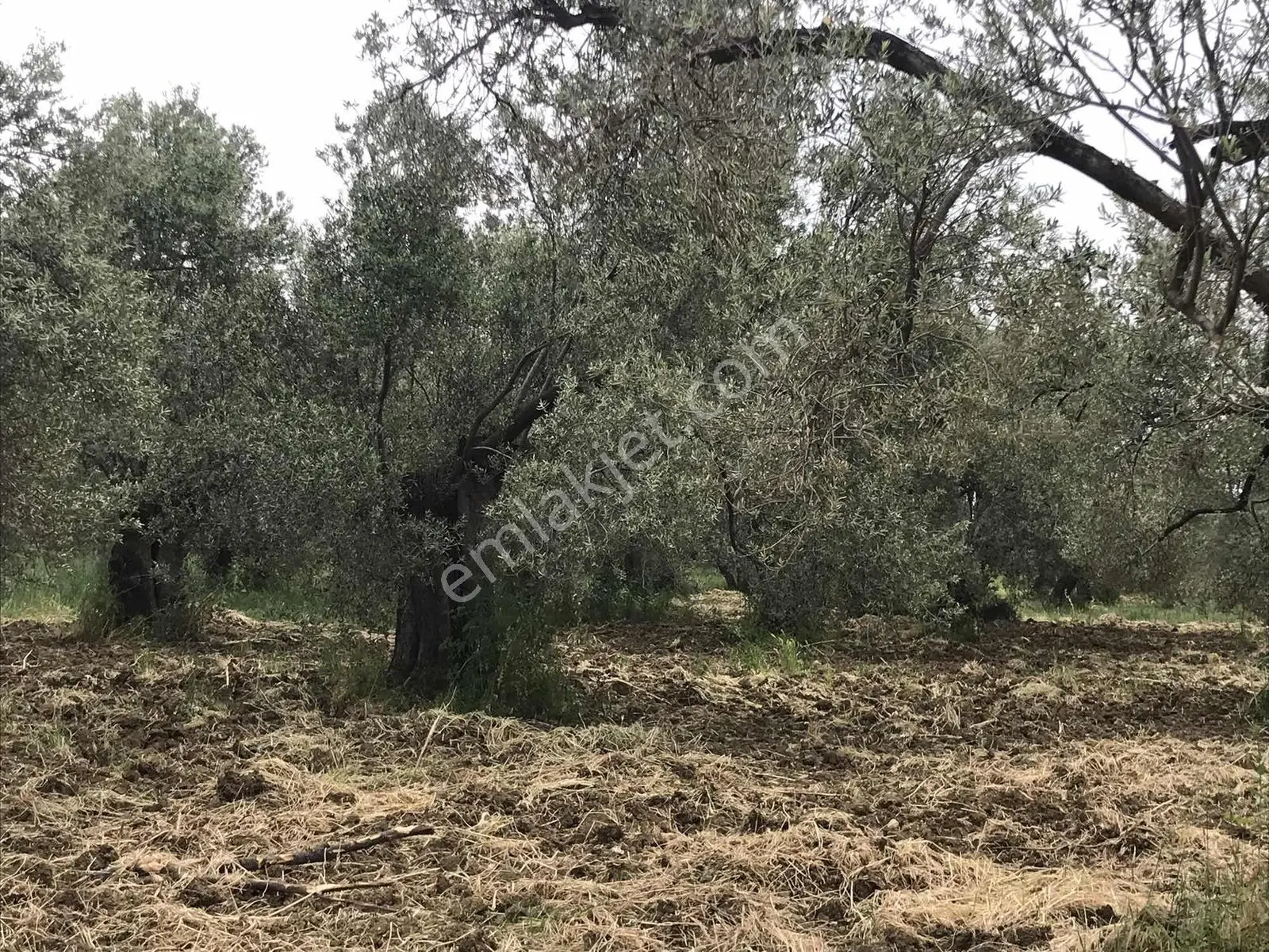 Uçardan Yaya Mahallesinde Satılık Zeytinlik - Görsel 5