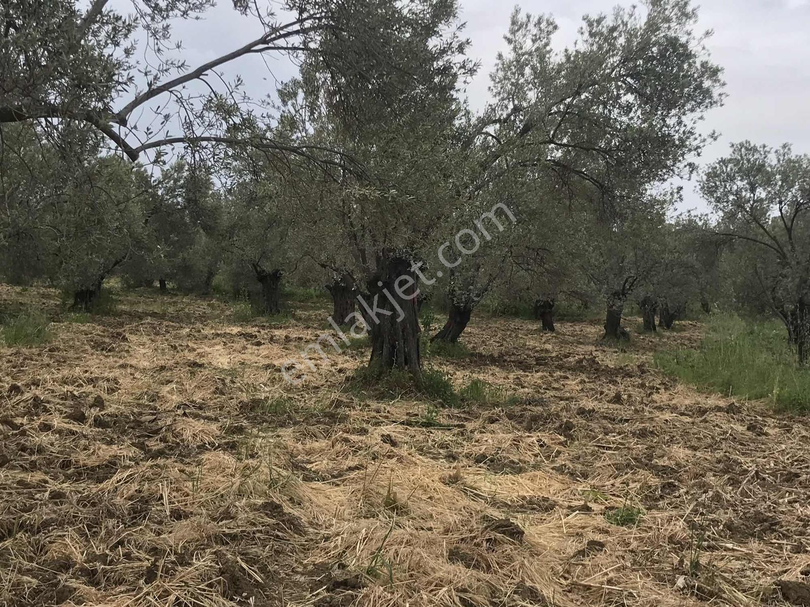 Uçardan Yaya Mahallesinde Satılık Zeytinlik - Görsel 2