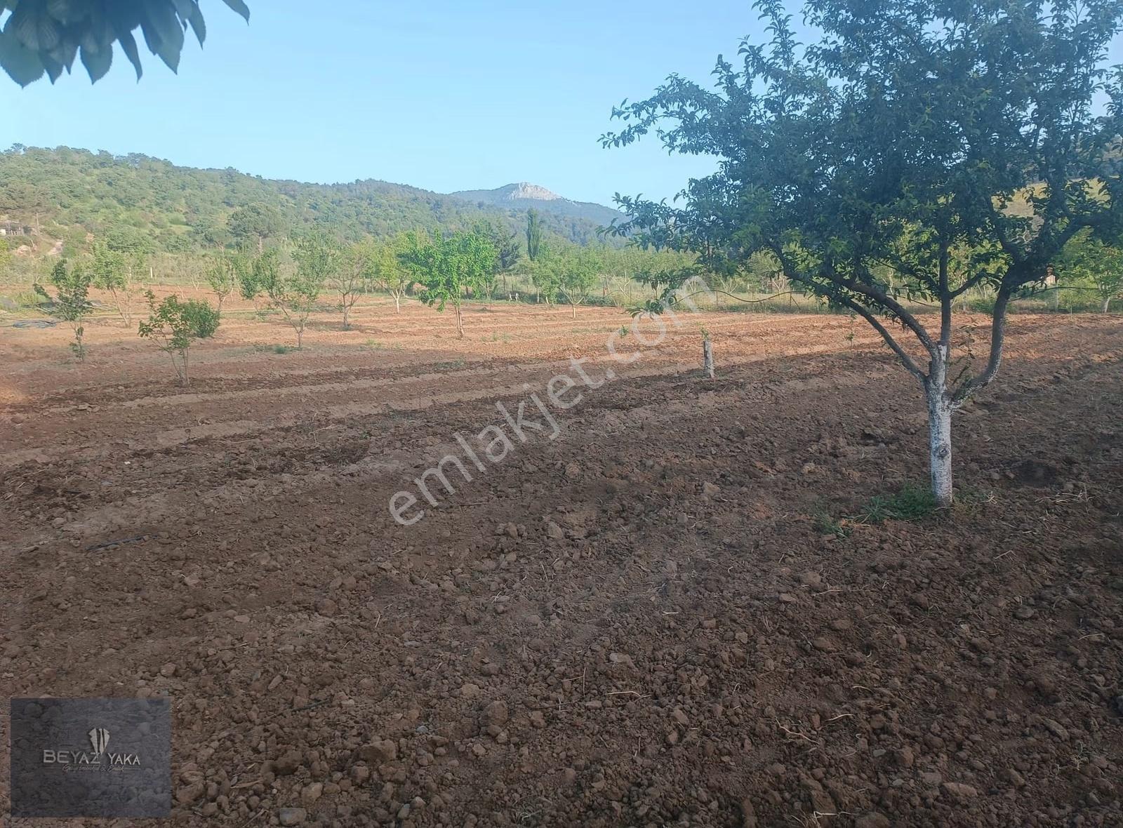 Beyazyaka'dan Bergama Çürükbağ Mahallesinde Satılık Zeytinlik - Görsel 2