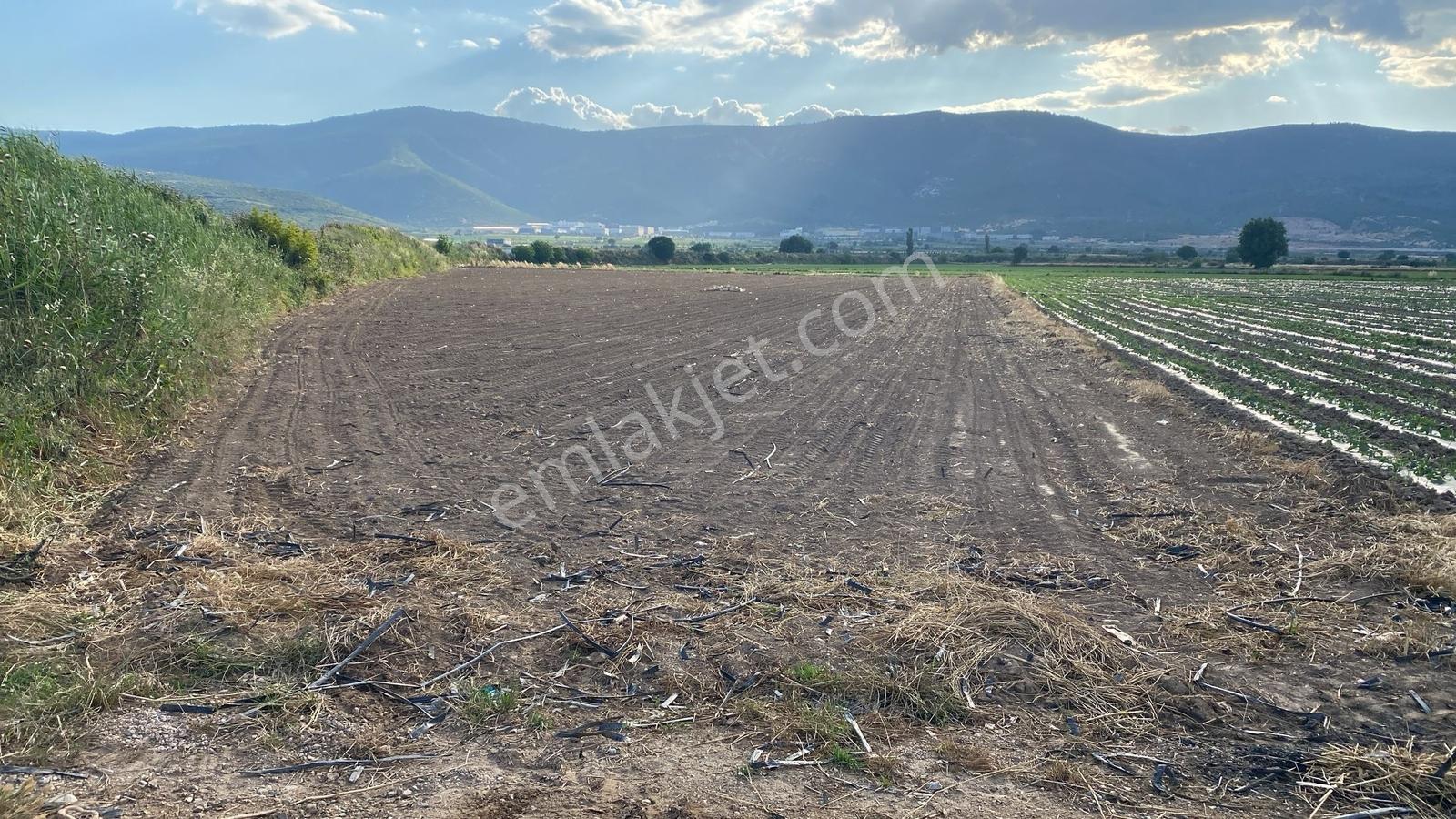 Torbalı Ahmetlide Osb Bölgesinde Yola Cepheli Tarla