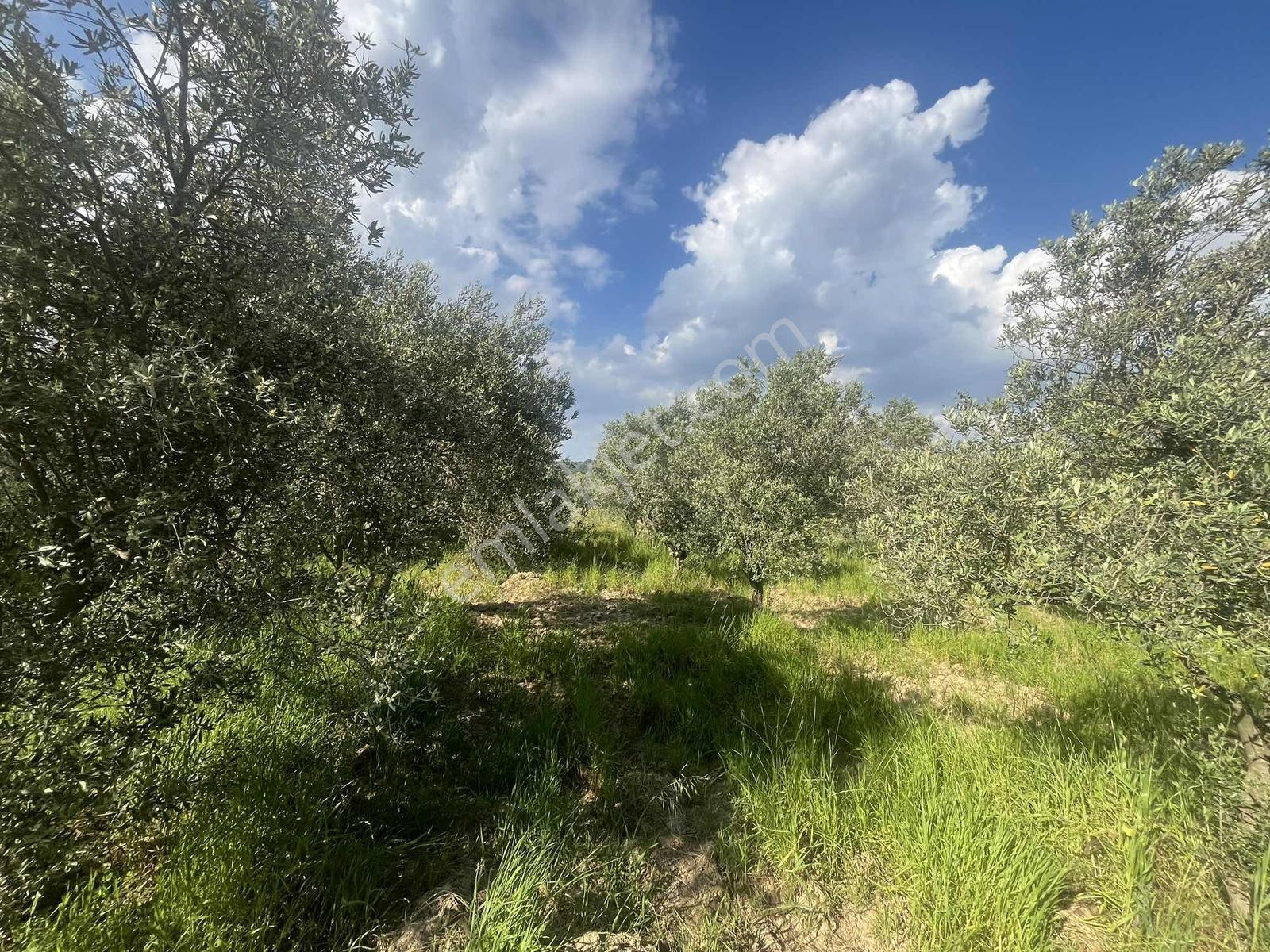 Torbalı Dirmil Mah 2438m2 Satılık Zeytinli Tarla - Görsel 6