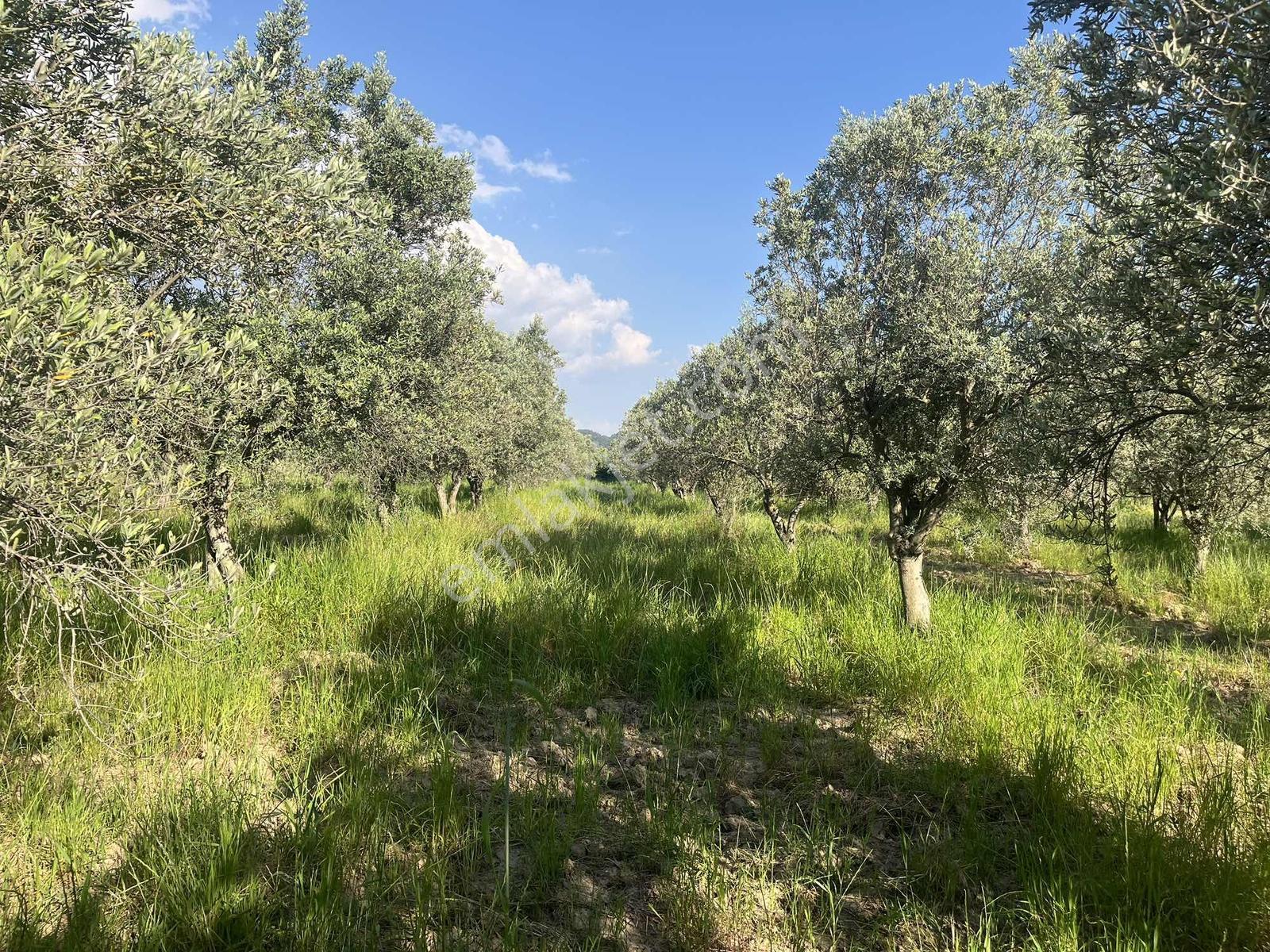 Torbalı Dirmil Mah 2438m2 Satılık Zeytinli Tarla