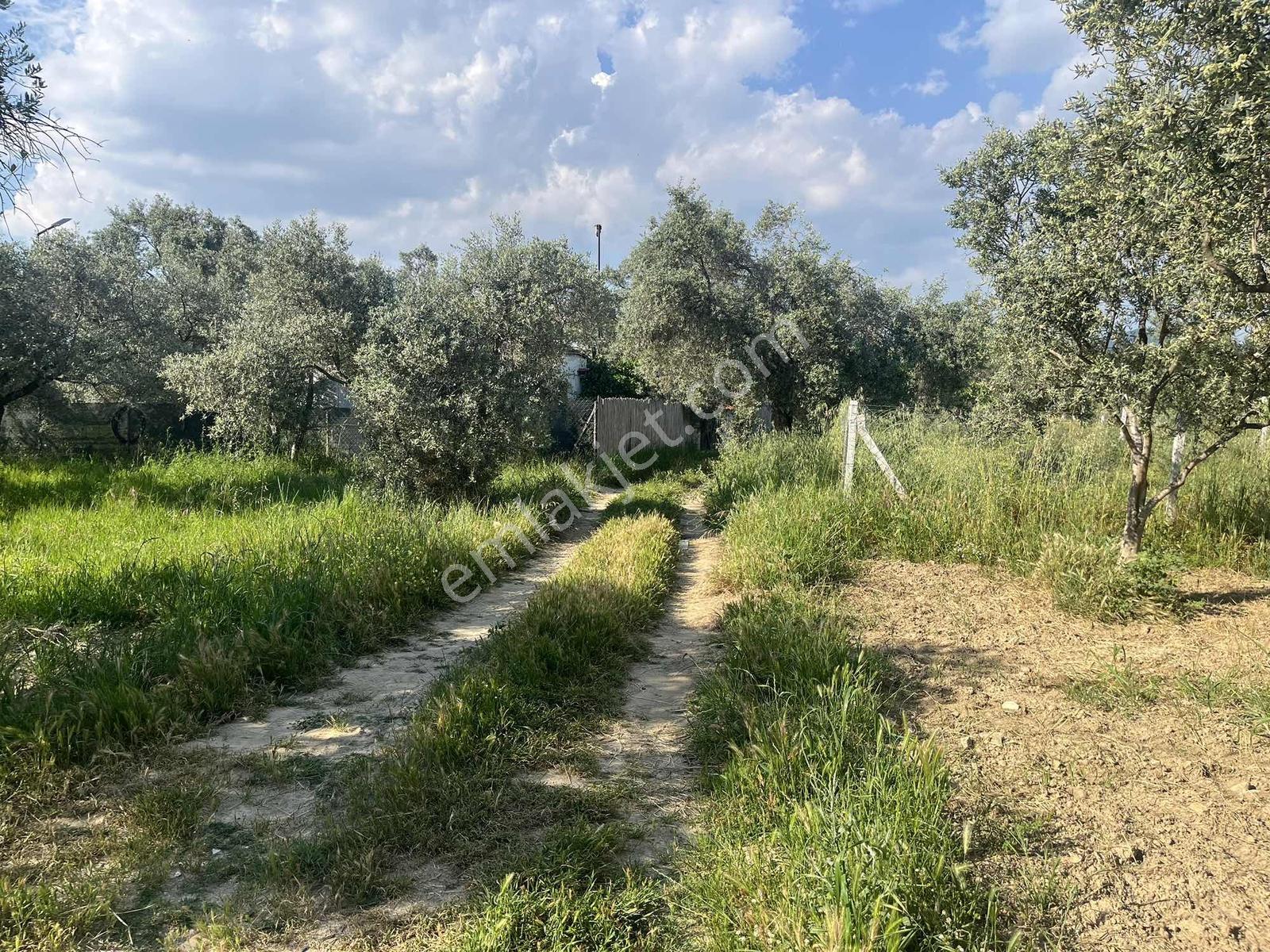 Torbalı Dirmil Mah 2438m2 Satılık Zeytinli Tarla - Görsel 10