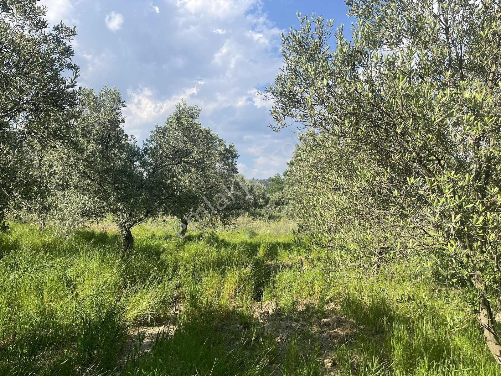 Torbalı Dirmil Mah 2438m2 Satılık Zeytinli Tarla - Görsel 23