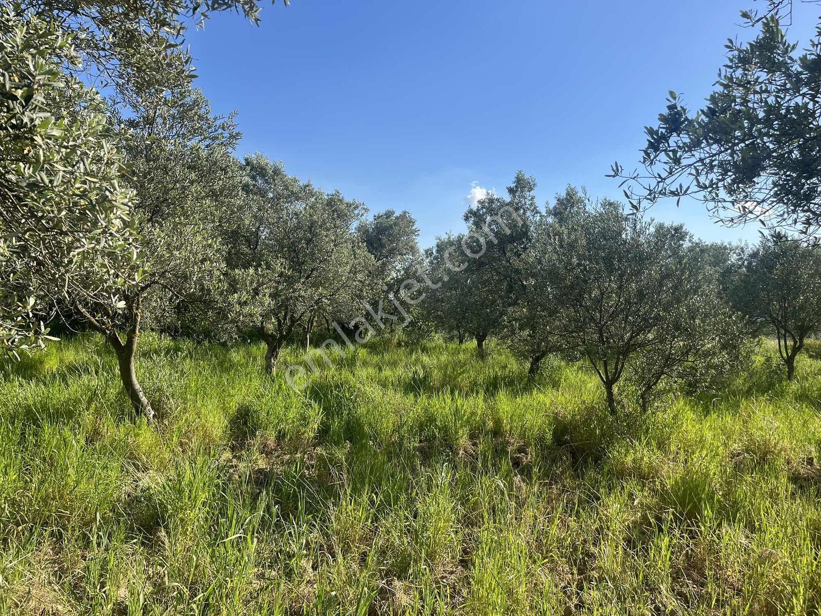 Torbalı Dirmil Mah 2438m2 Satılık Zeytinli Tarla - Görsel 2