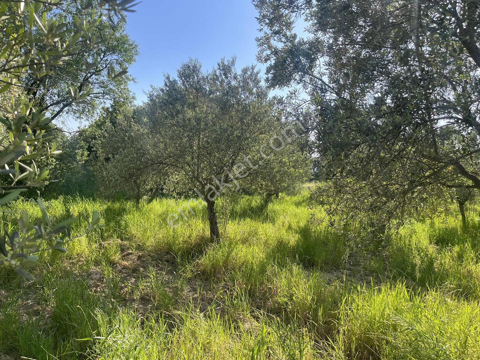 Torbalı Dirmil Mah 2438m2 Satılık Zeytinli Tarla - Görsel 22