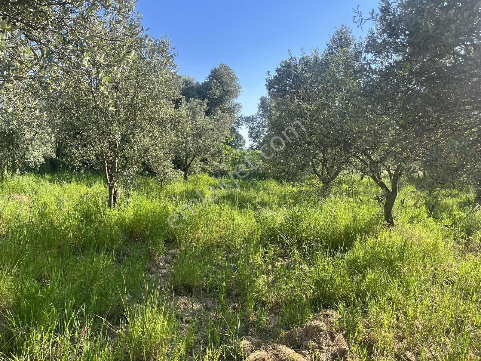 Torbalı Dirmil Mah 2438m2 Satılık Zeytinli Tarla - Görsel 35
