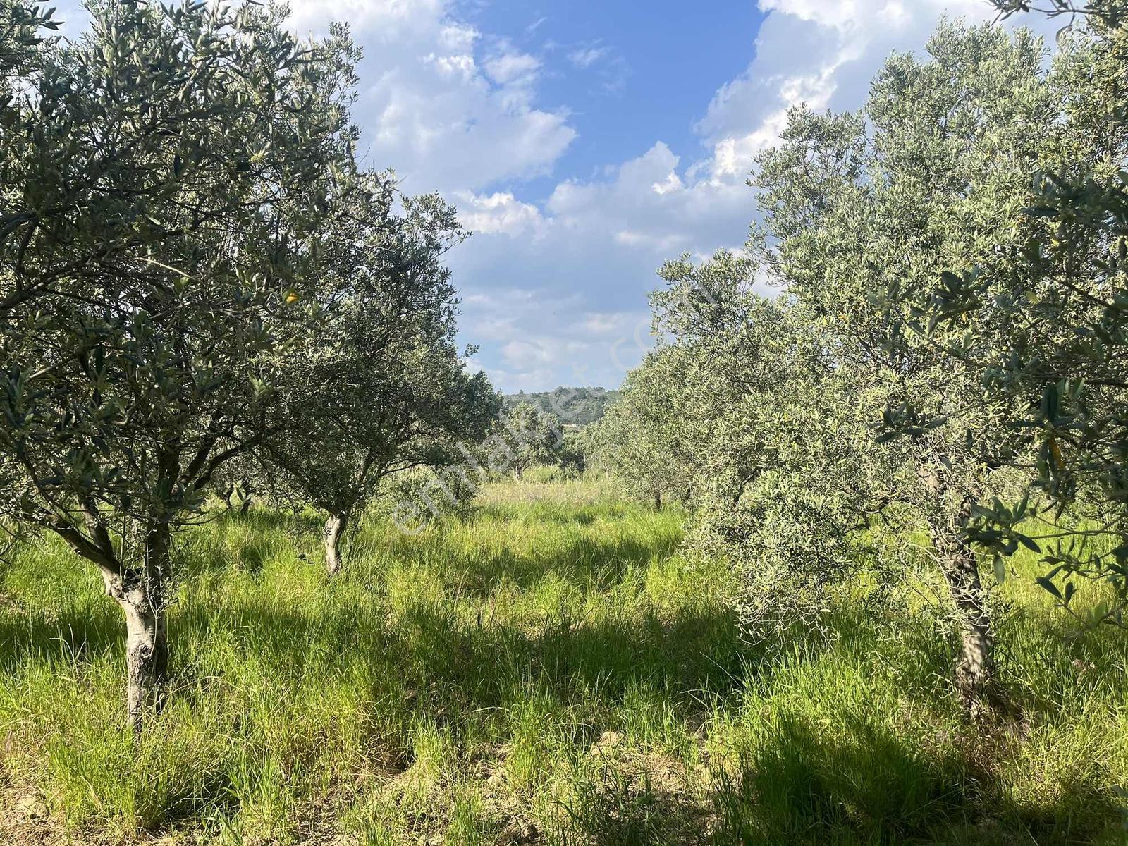 Torbalı Dirmil Mah 2438m2 Satılık Zeytinli Tarla - Görsel 38