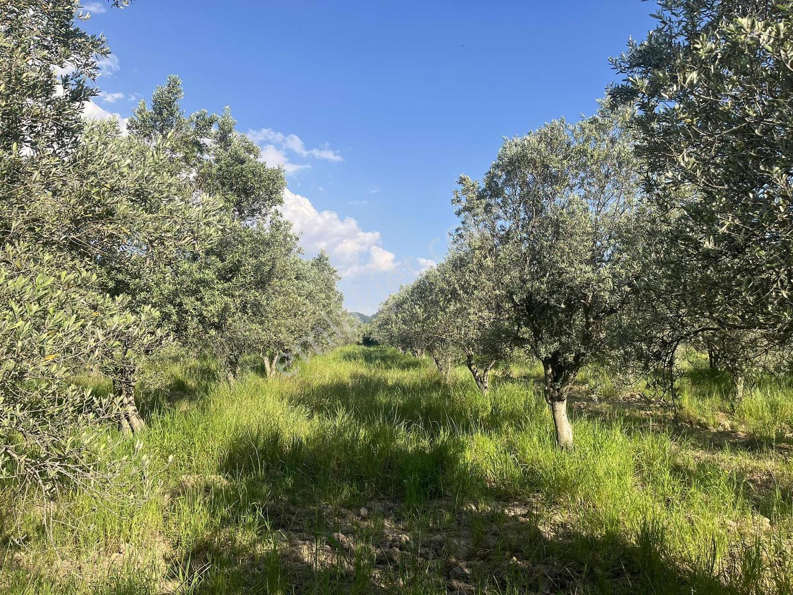 Torbalı Dirmil Mah 2438m2 Satılık Zeytinli Tarla - Görsel 15