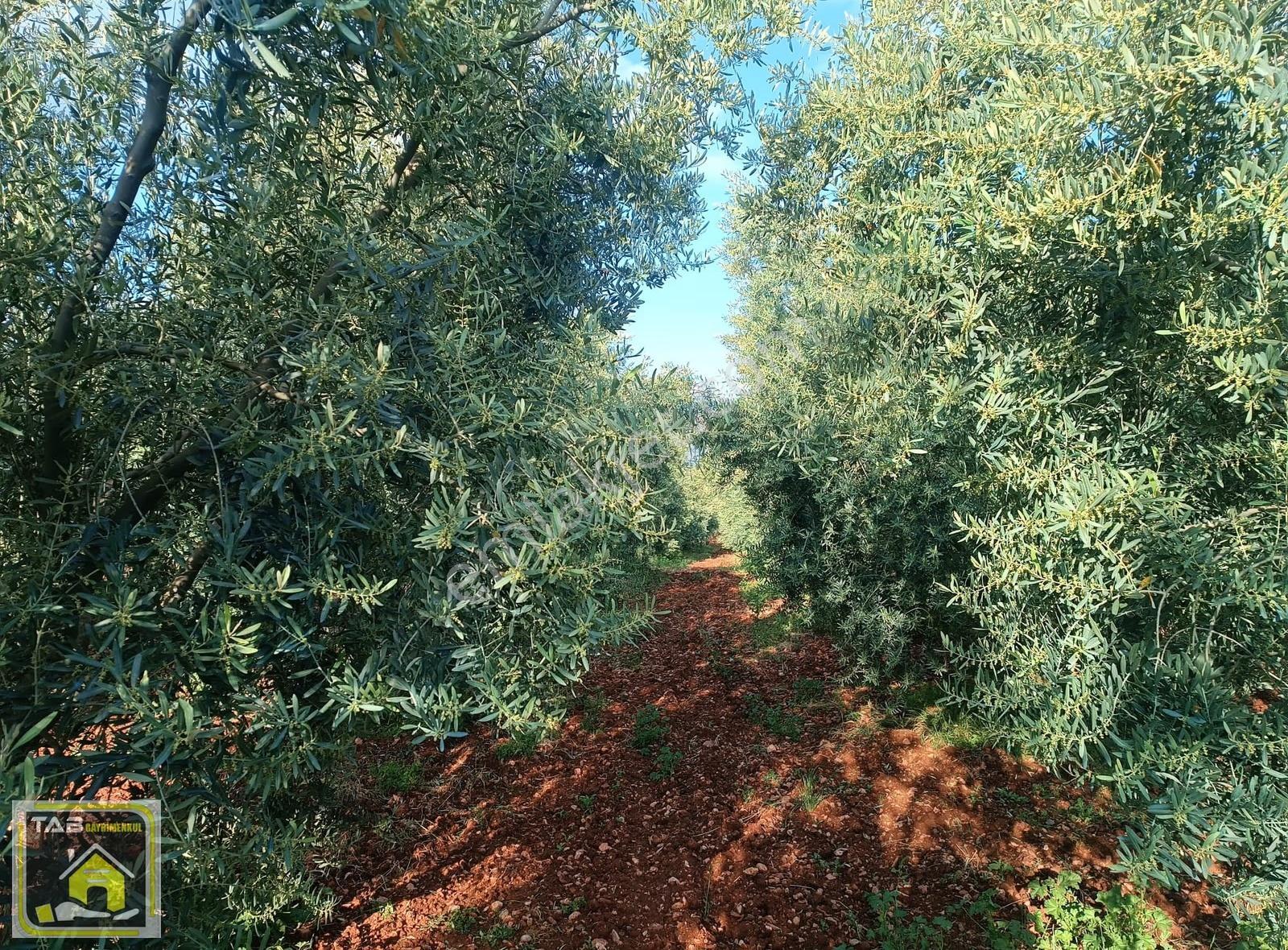 Sakarya Nehri Dibi Yatırımlık Huzur Bulabileceğiniz Zeytinlik - Görsel 6