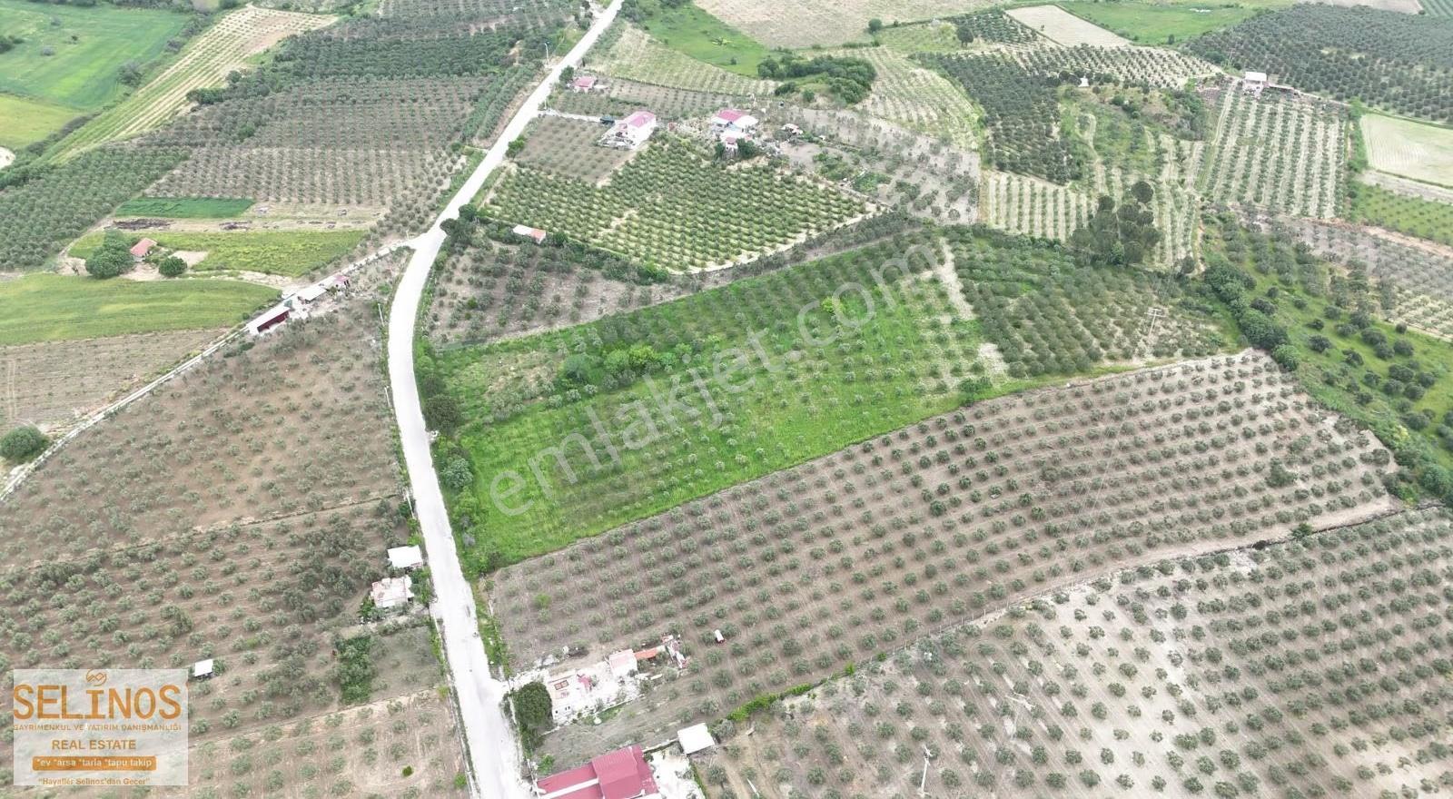 Bergama Hamzalı Yolu Üzerinde Asfalt Cepheli 20.000 M2 Zeytinlik - Görsel 5
