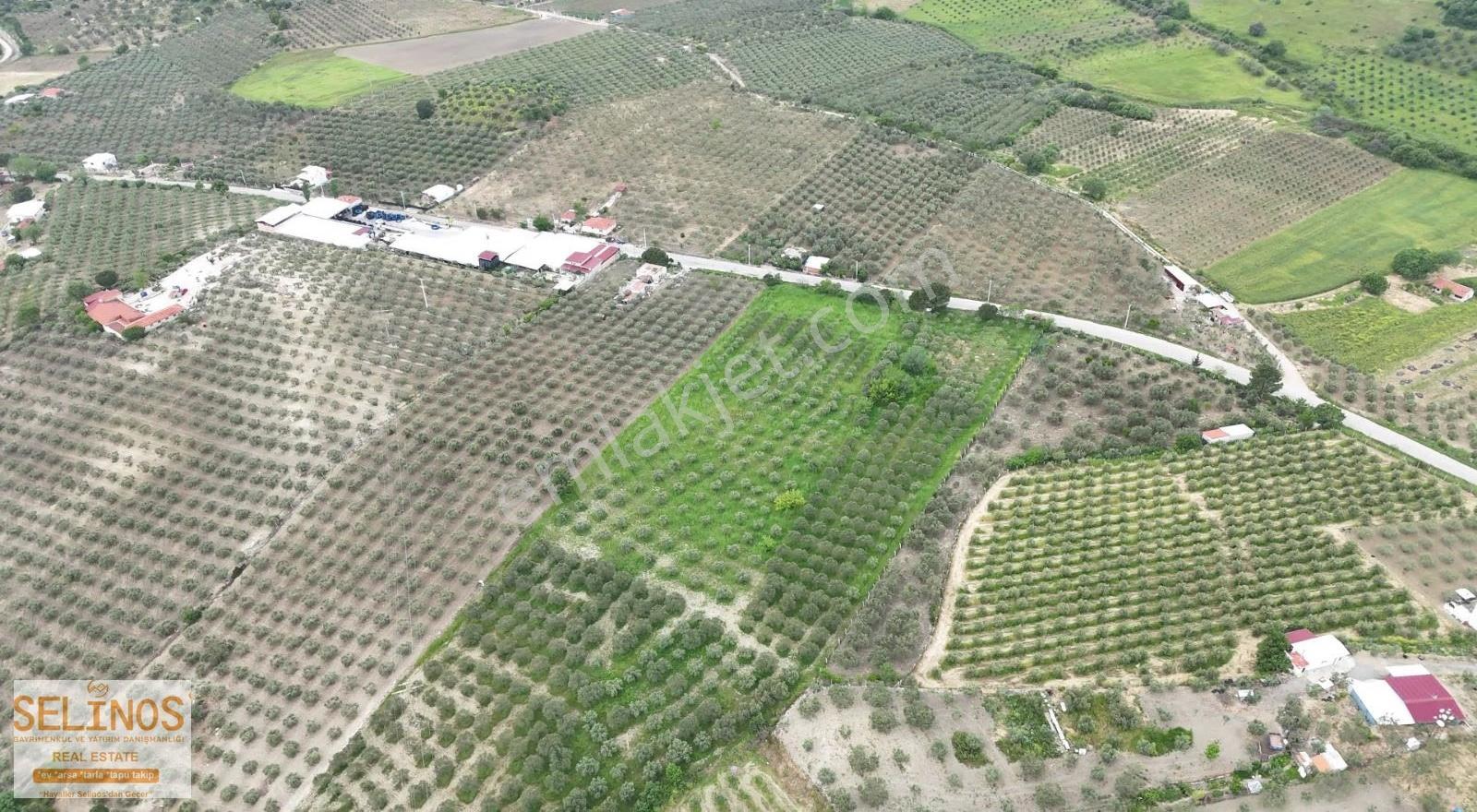 Bergama Hamzalı Yolu Üzerinde Asfalt Cepheli 20.000 M2 Zeytinlik - Görsel 7