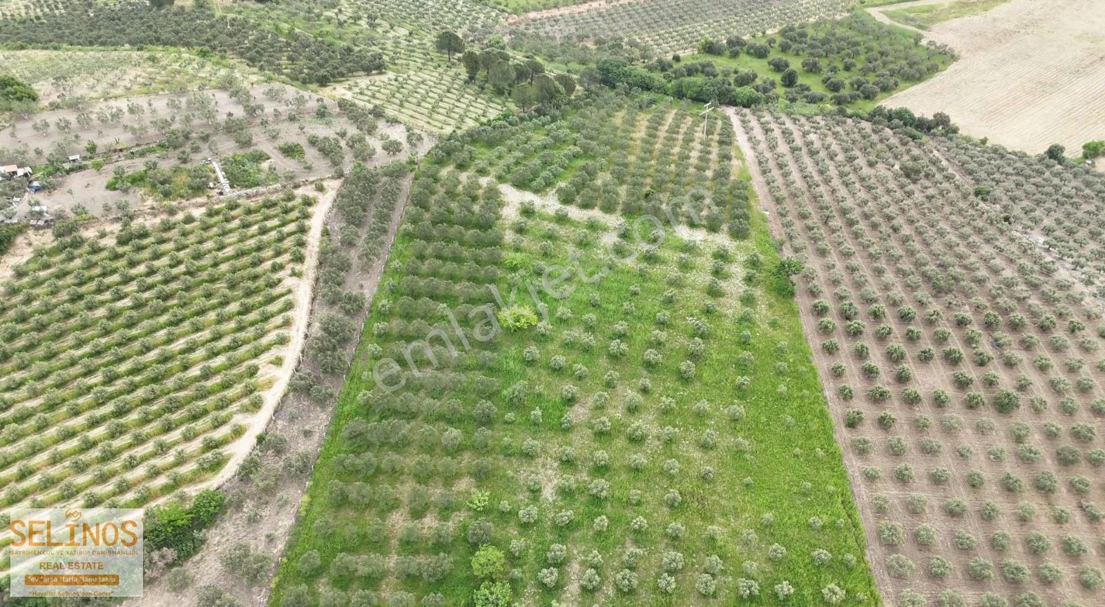 Bergama Hamzalı Yolu Üzerinde Asfalt Cepheli 20.000 M2 Zeytinlik - Görsel 12