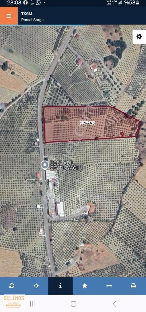 Bergama Hamzalı Yolu Üzerinde Asfalt Cepheli 20.000 M2 Zeytinlik