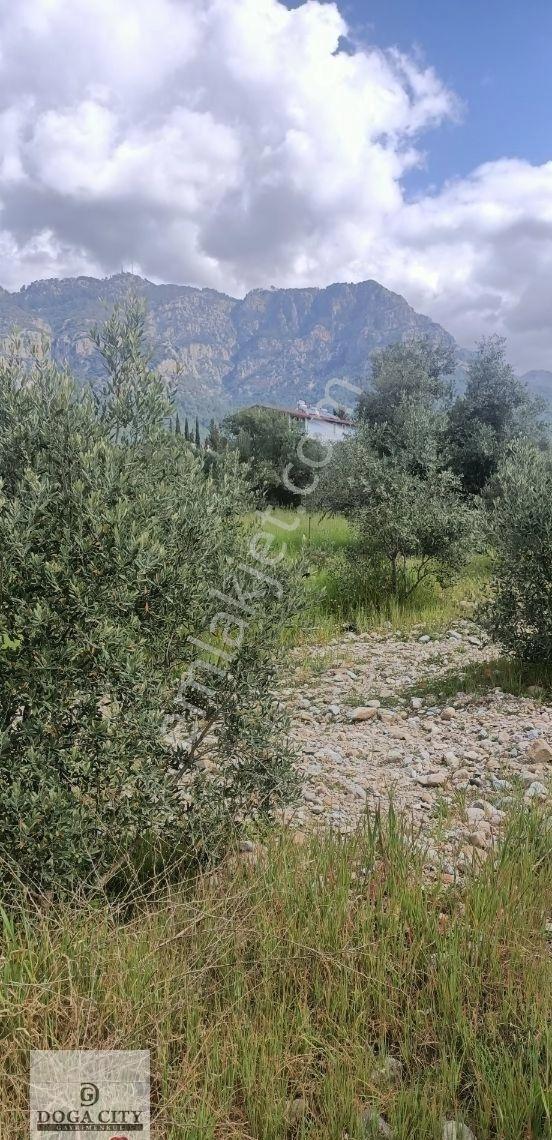 Muğla/köyceğiz/zeytinalanı Satılık Göl Manzaralı Arazi - Görsel 7