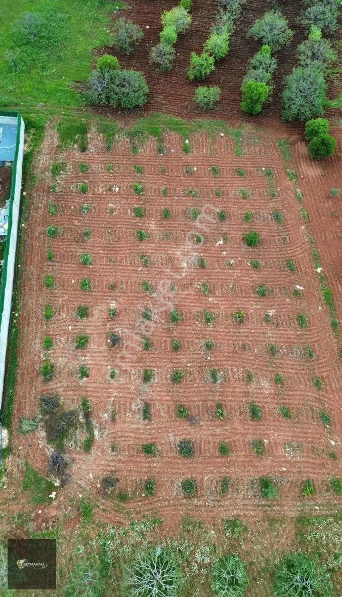 Beymahall Subogaz 4 Köşe Kare Bag Evlik Muazzam Konumda Arazi - Görsel 2