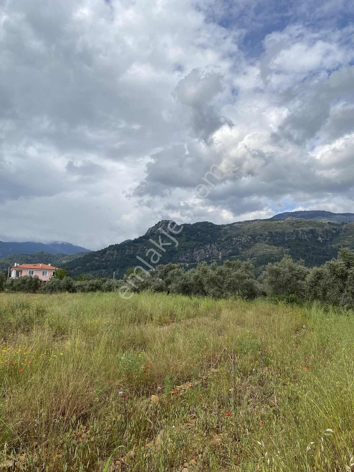 Yangıda Yerleşim Yeri İçerisinde 5070 M2 Tarla+zeytinliklik - Görsel 10