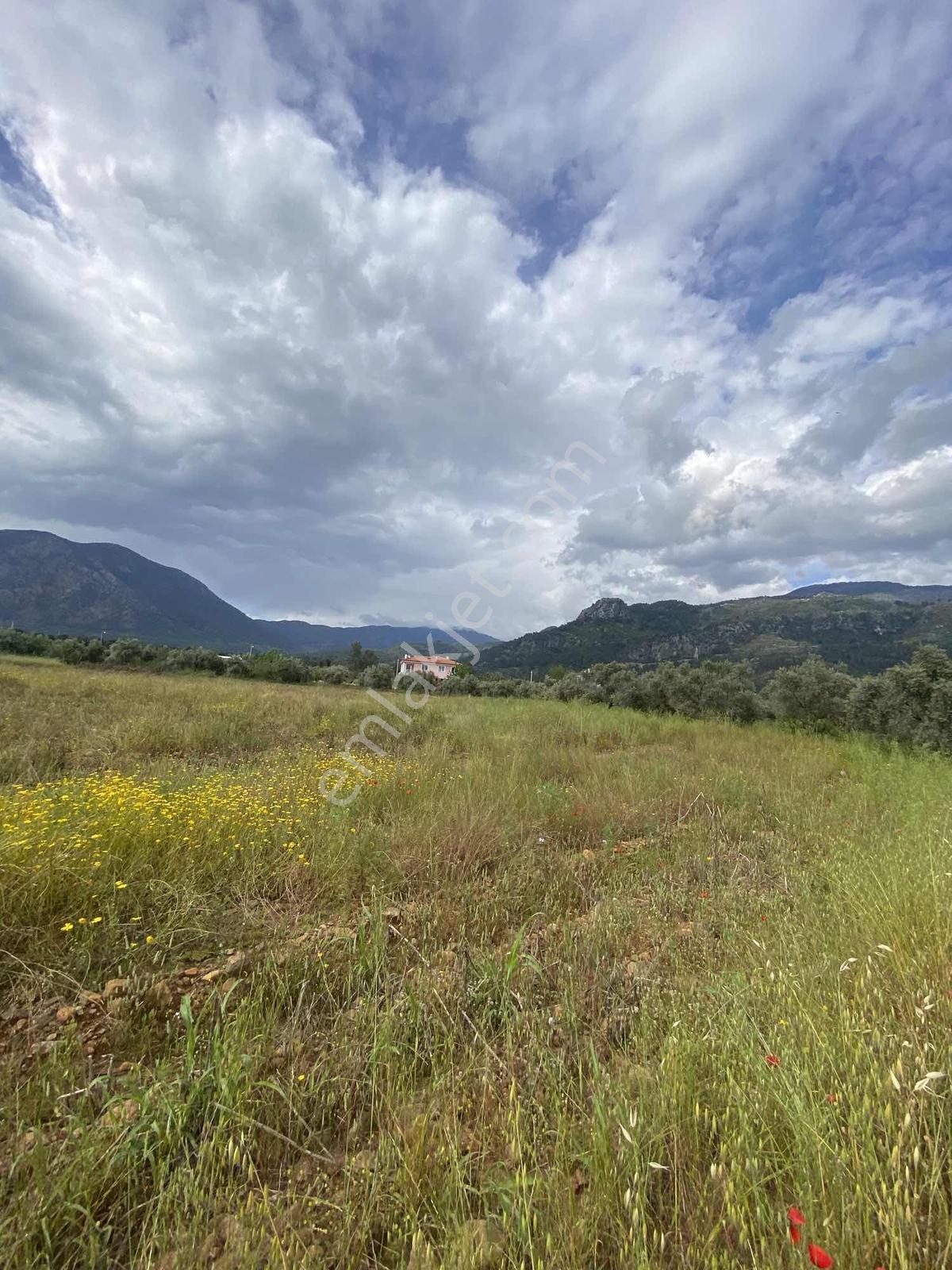 Yangıda Yerleşim Yeri İçerisinde 5070 M2 Tarla+zeytinliklik - Görsel 12