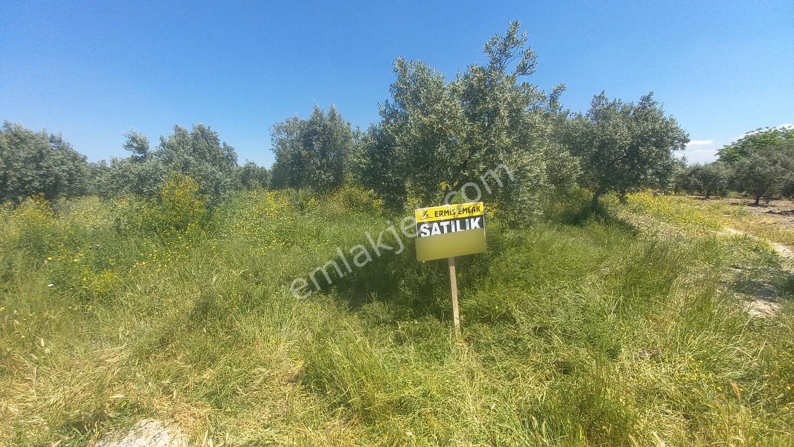Süleymanlıda Elektrik Ve Suyu Olan Zeytinlik - Görsel 26